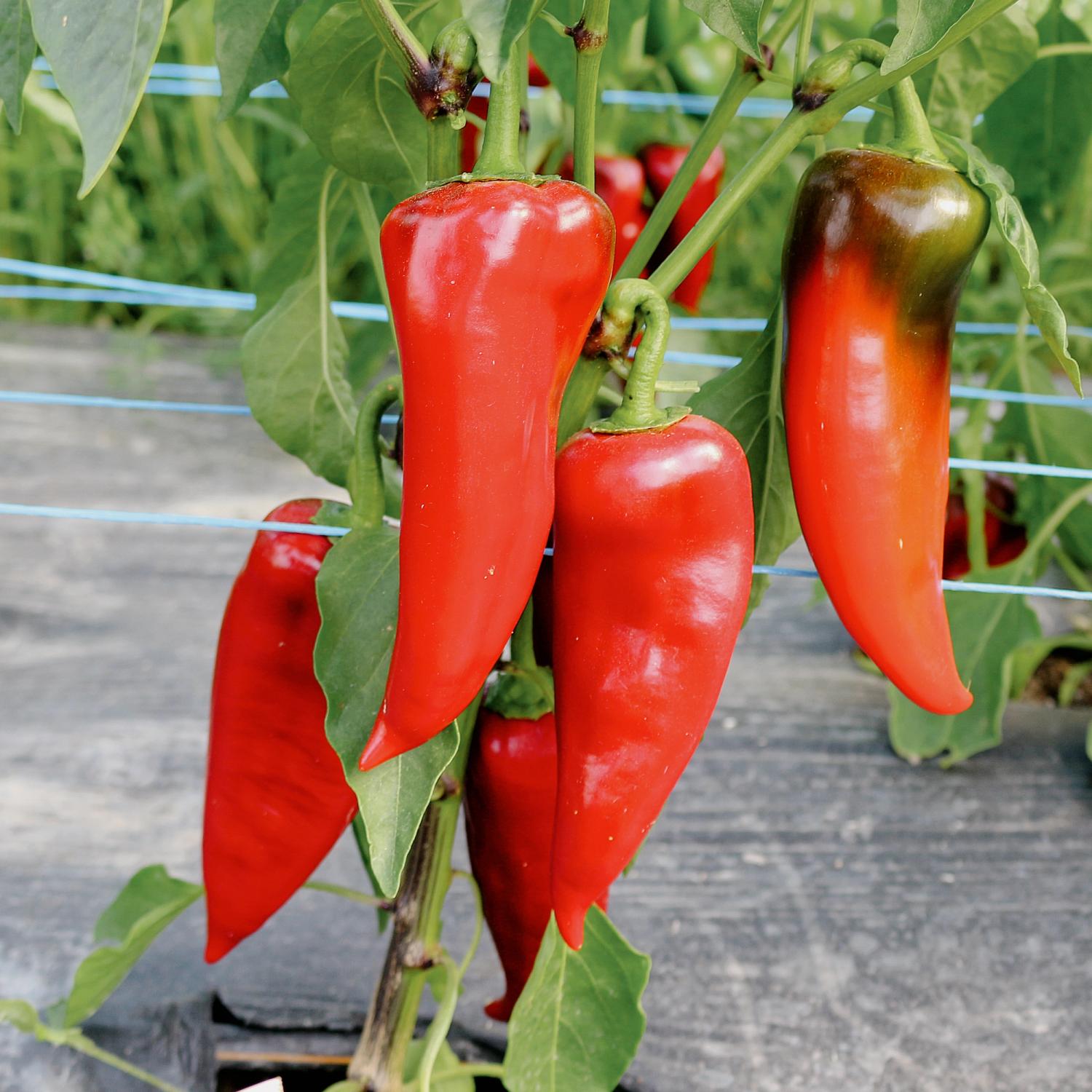 Cornetto (Capsicum annuum) Samen