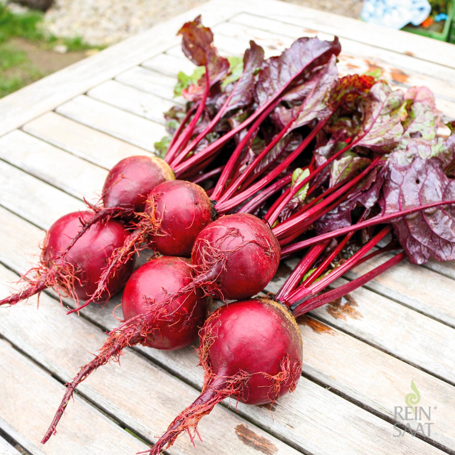 Rote Kugel 2 (Beta vulgaris conditiva) Samen