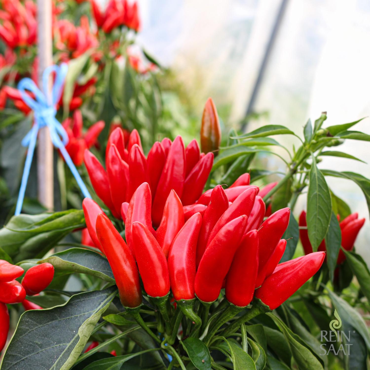 Piccante a Mazzetti (Capsicum frutescens) Samen