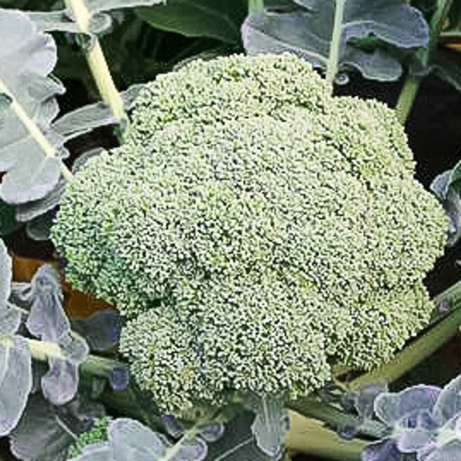 Leonora (Brassica oleracea convar. botrytis var. italica) Samen