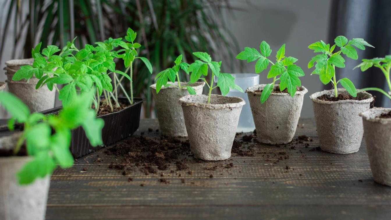 Tomatenpflanze mit den ersten richtigen Blättern