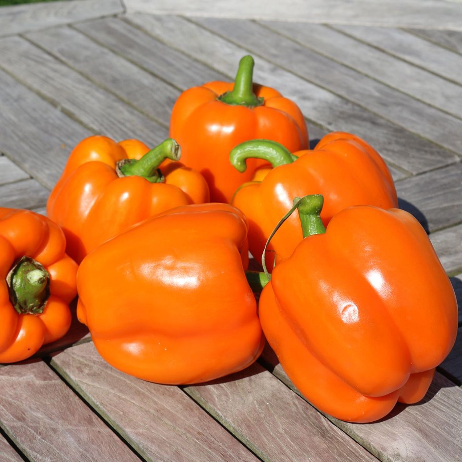 Cubo Orange (Capsicum annuum) Samen