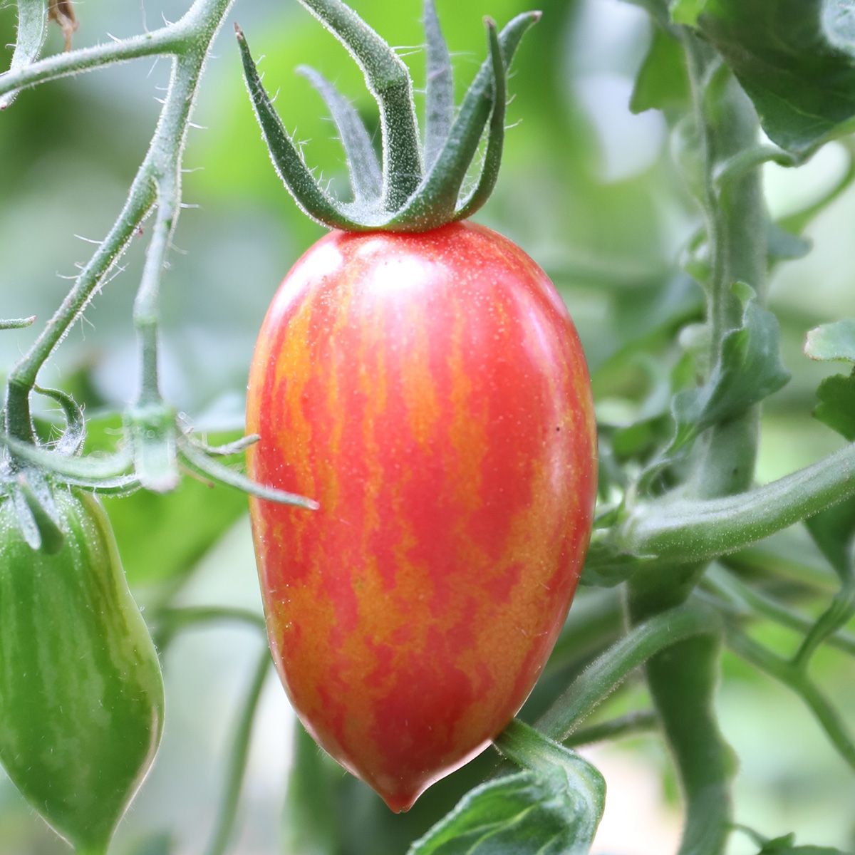 Pink Tiger (Solanum lycopersicum) Samen
