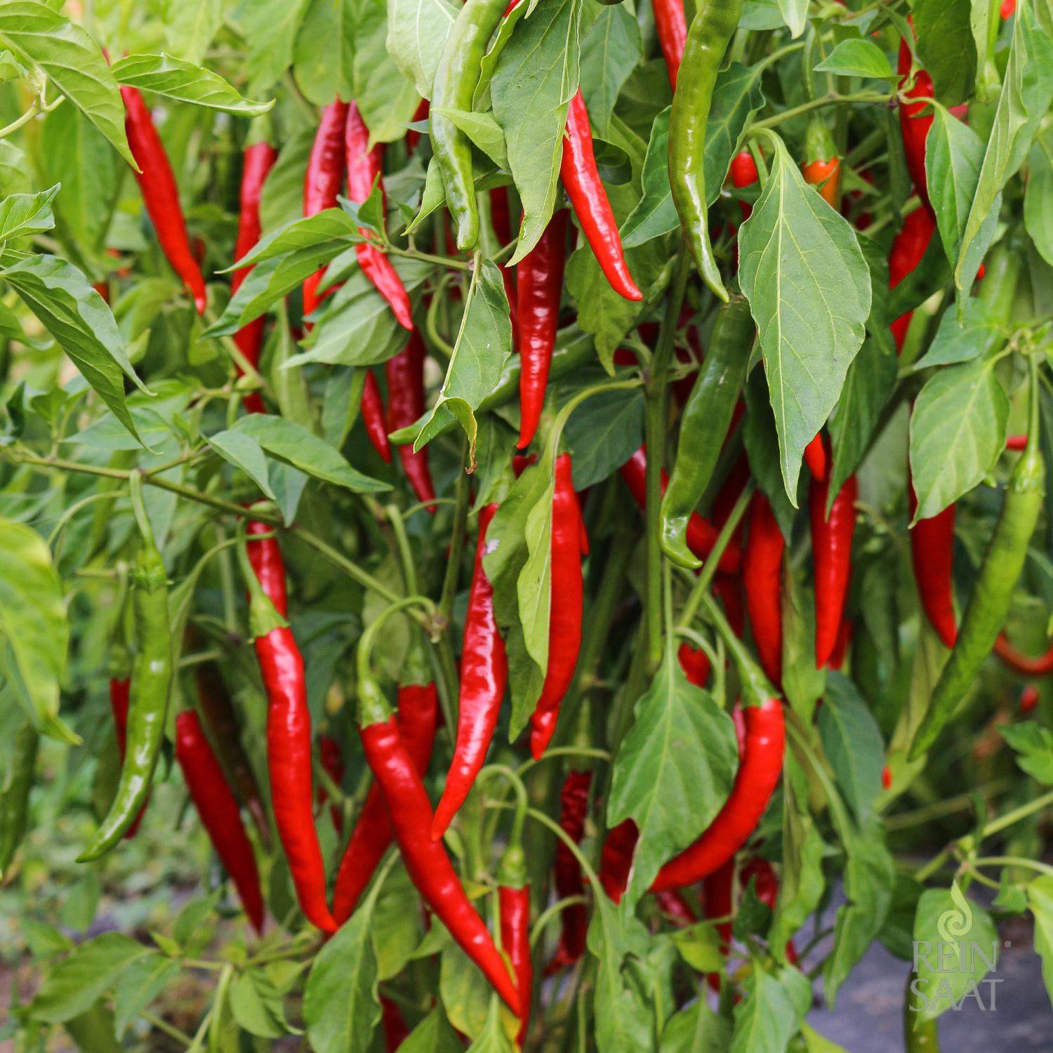 Langlang (Capsicum annuum) Samen