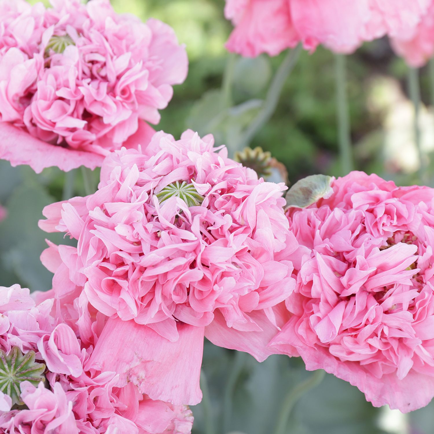 Rosa gefüllter aus Flamatt (Papaver somniferum) Samen