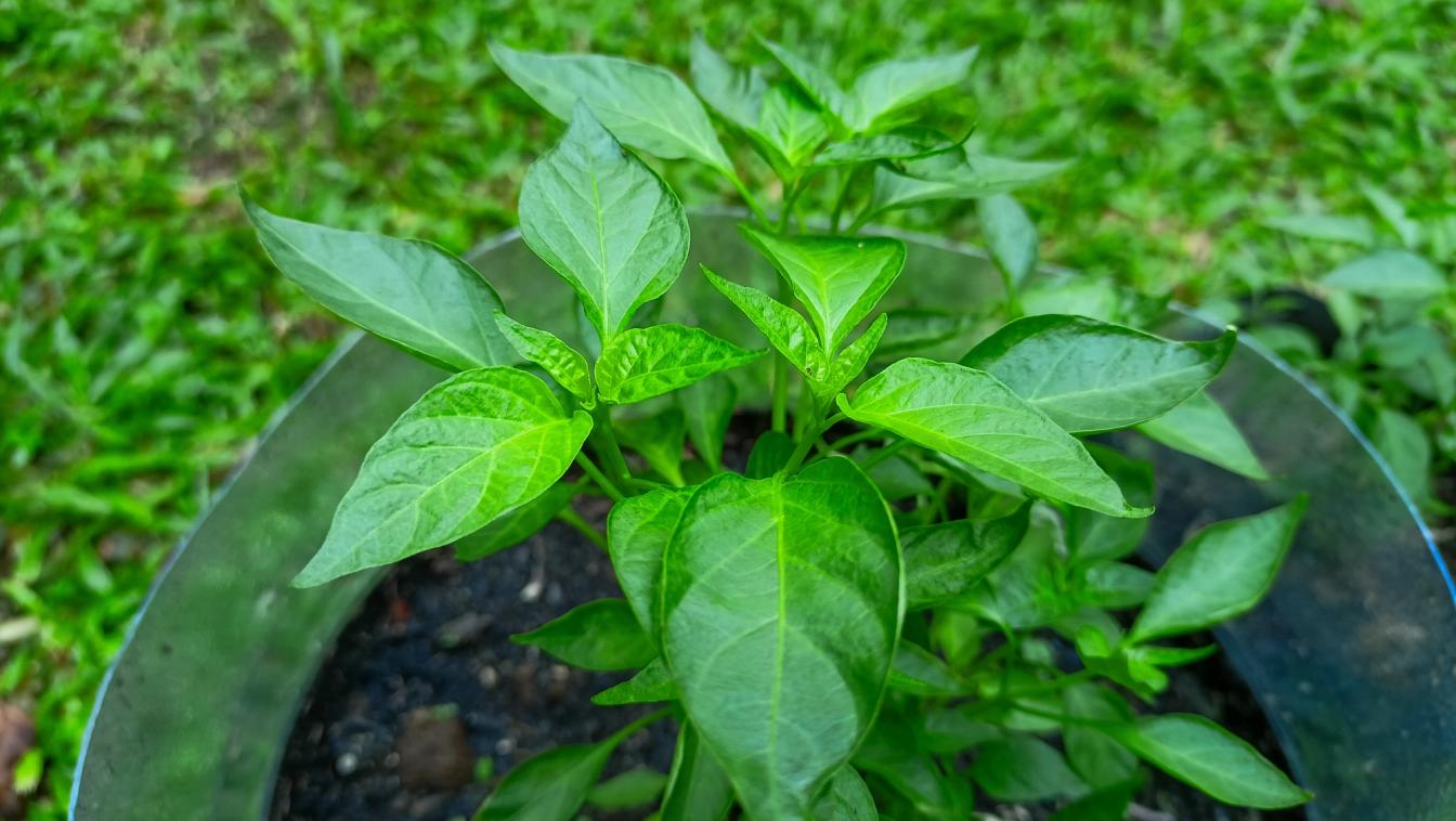 Chili-Pflanze in einem Topf