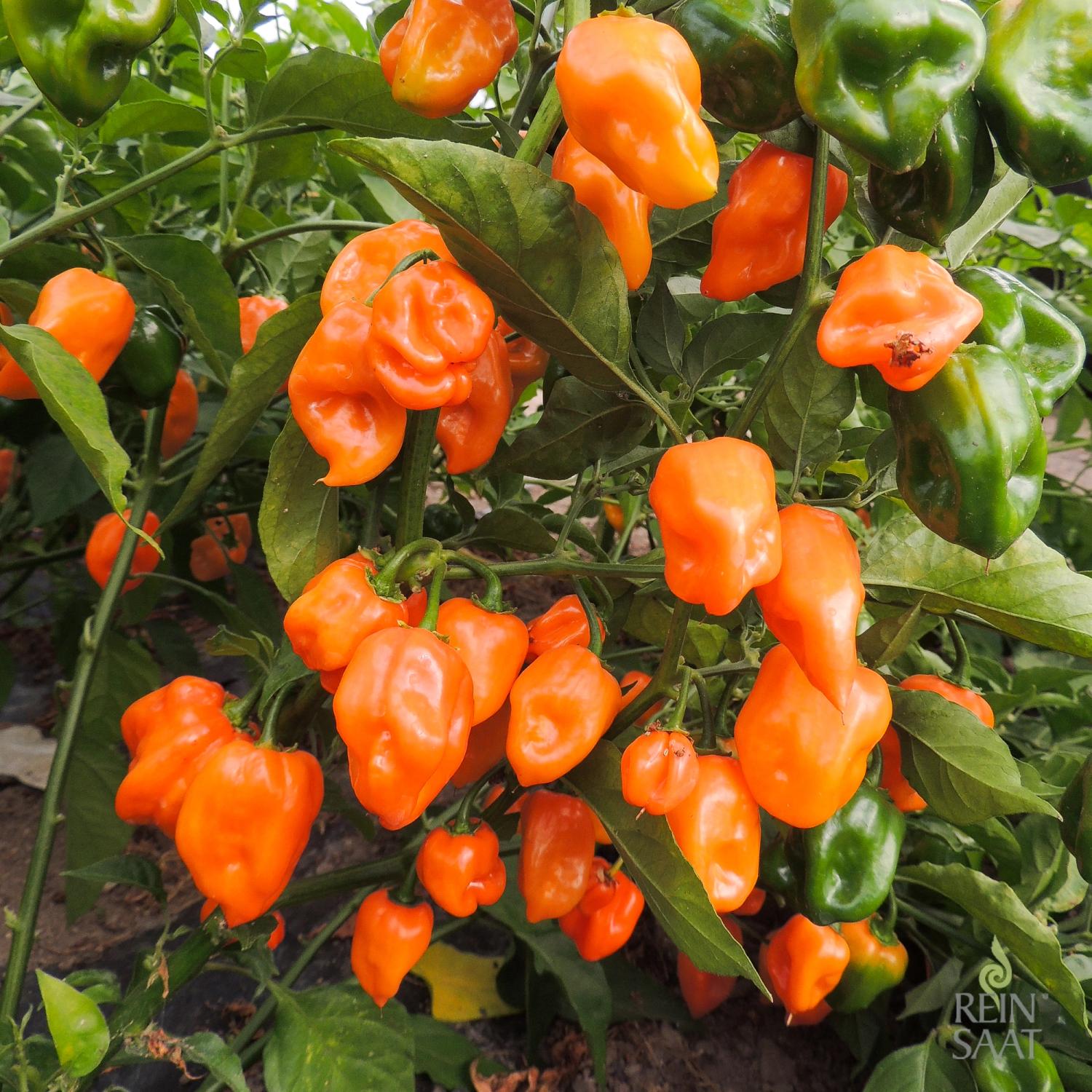 Habanero Orange (Capsicum chinense) Samen