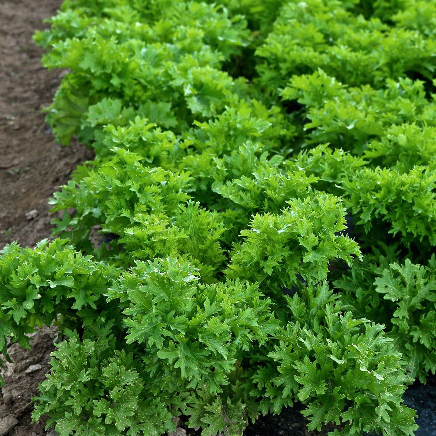 Wasabino (Brassica rapa var. japonica) Samen