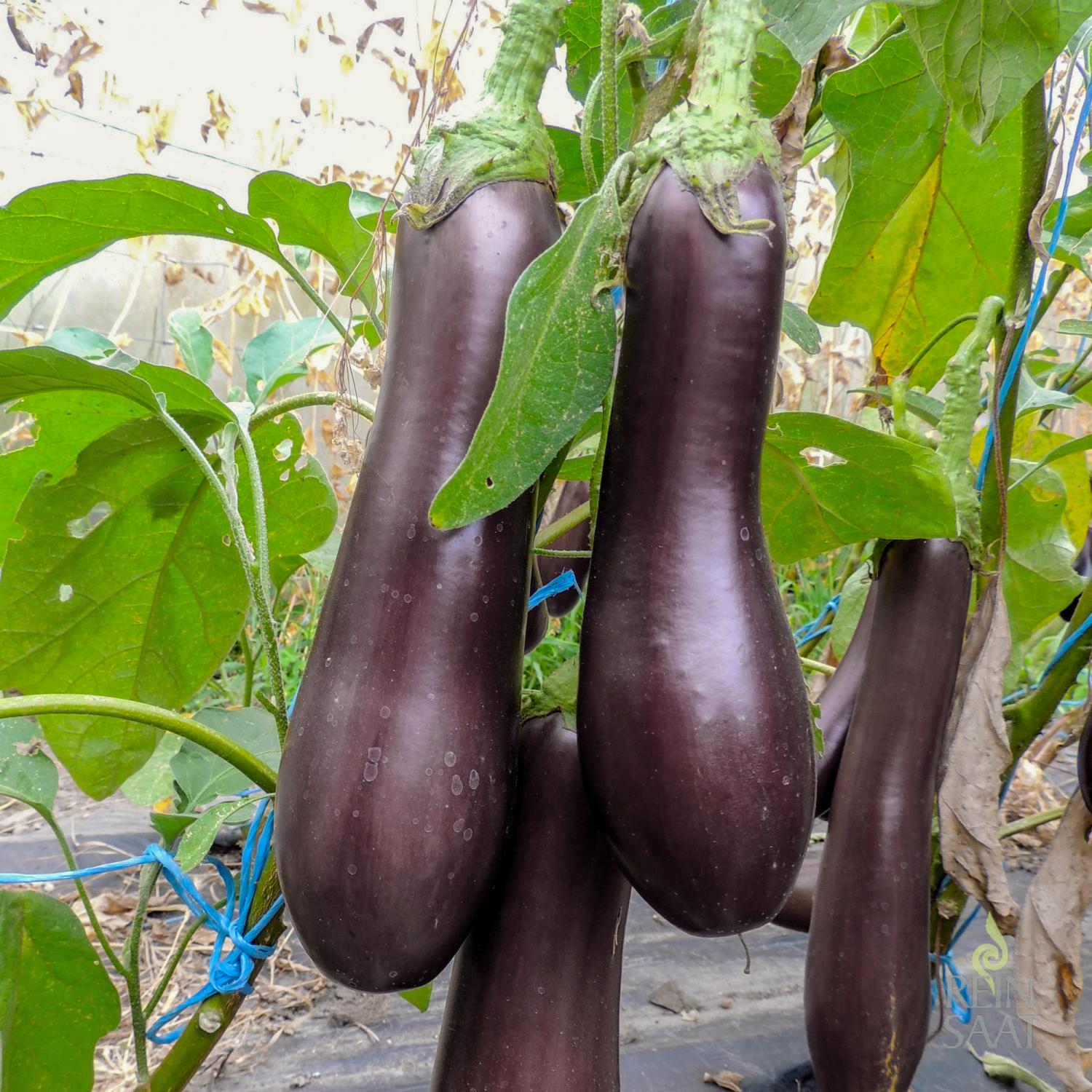 Violetta lunga 3 (Solanum melongena) Samen