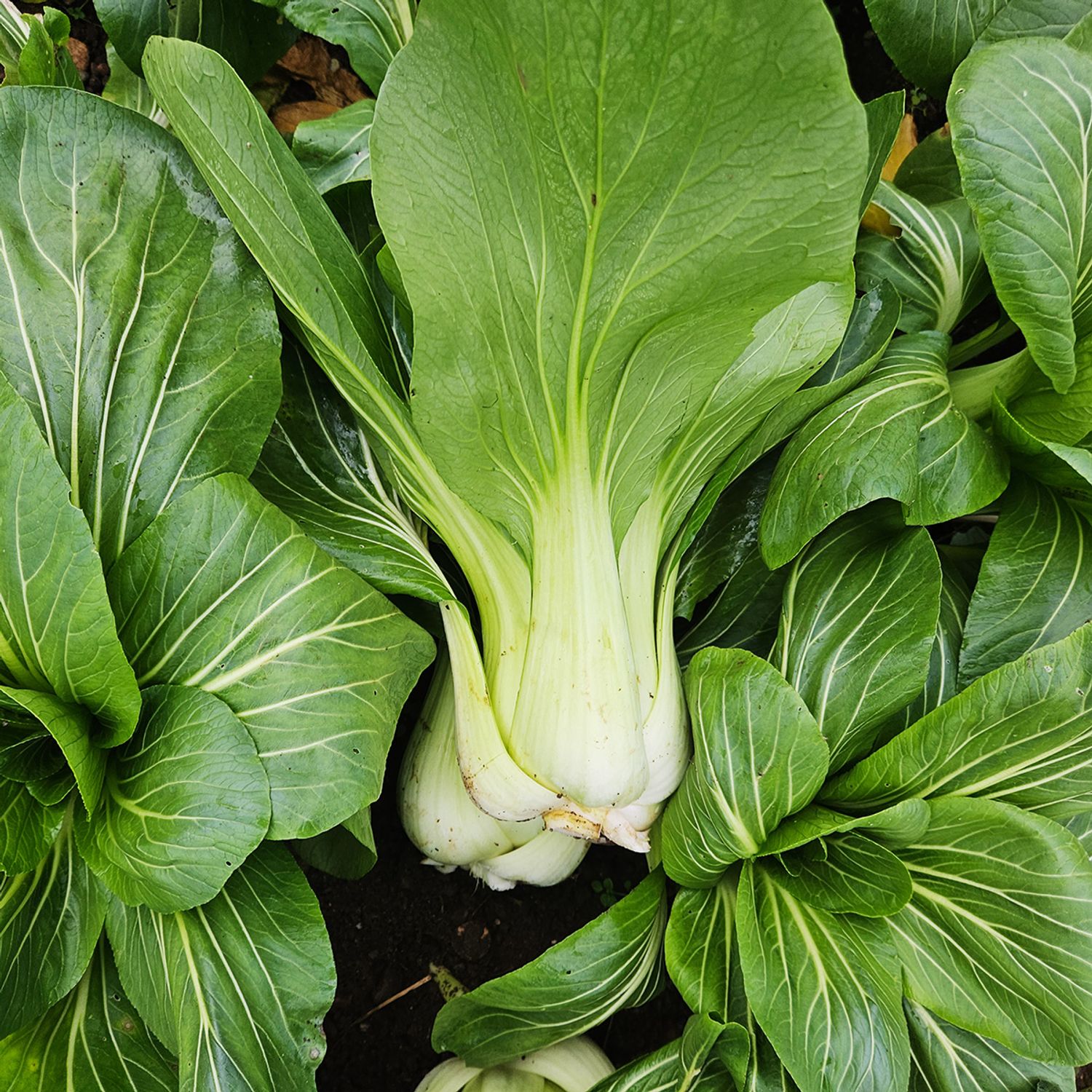 Pak Choy (Brassica campestris) Samen