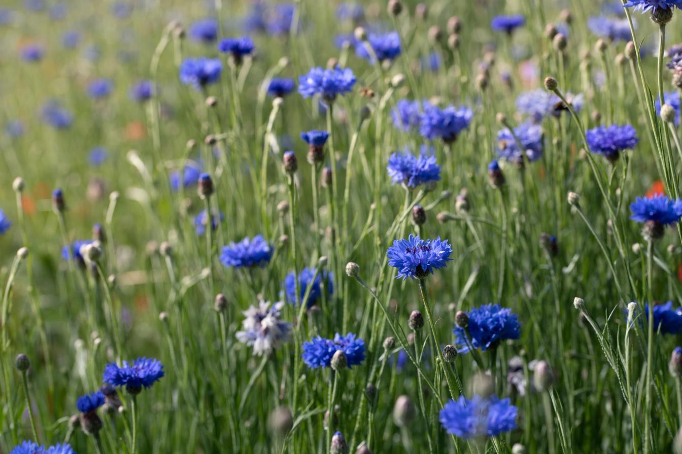 Kornblume (Centaurea cyanus)