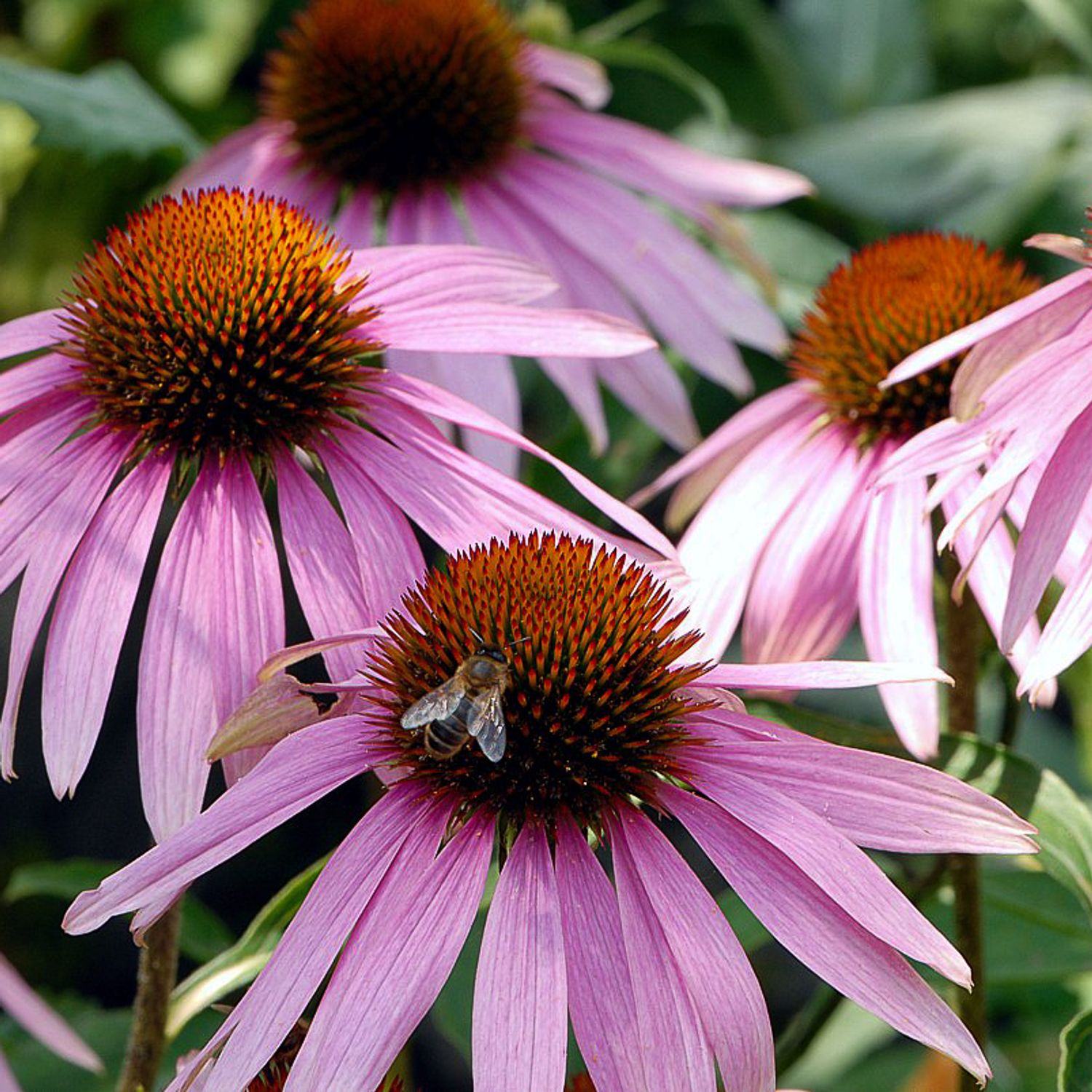 Sonnenhut (Echinacea purpurea) Samen