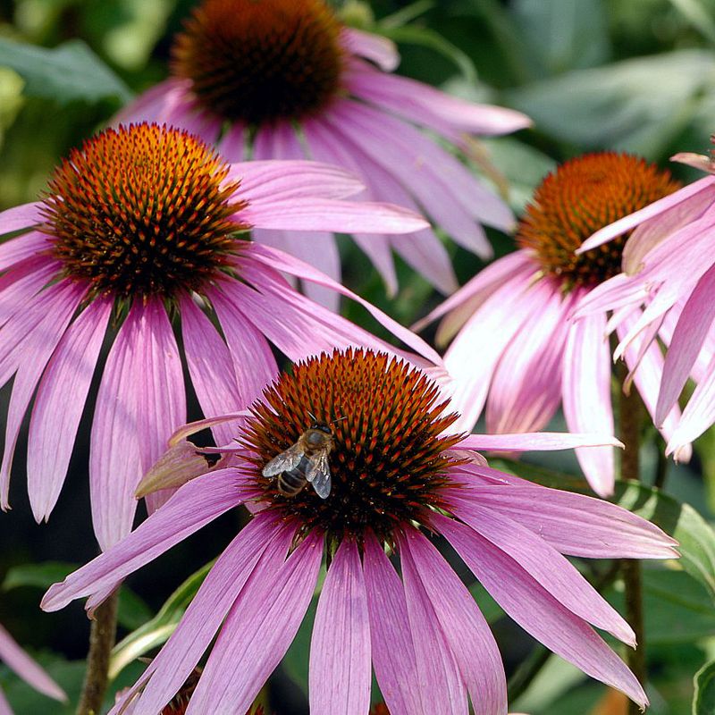 Sonnenhut  Blumen - Altes & historisches Saatgut