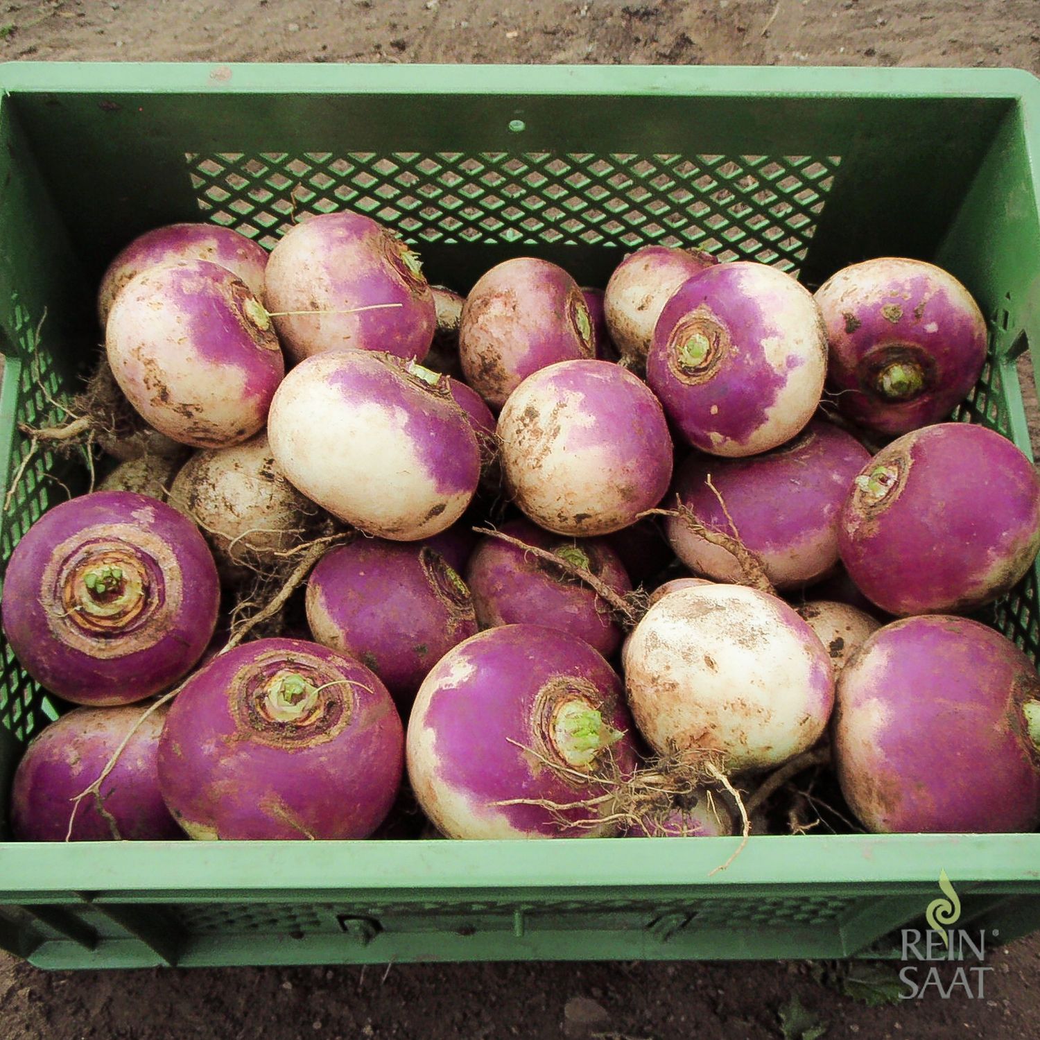 Di Milano a colletto viola (Brassica rapa L. var. rapa) Samen