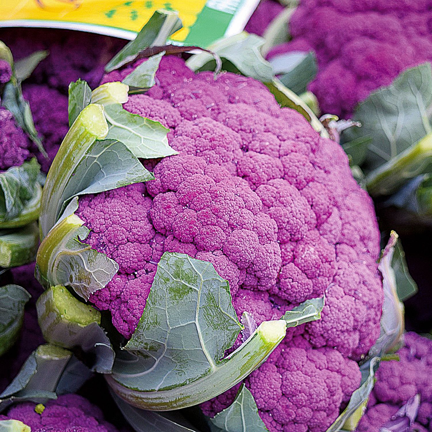 Di Sicilia violetto (Brassica oleracea var. botrytis L.) Samen