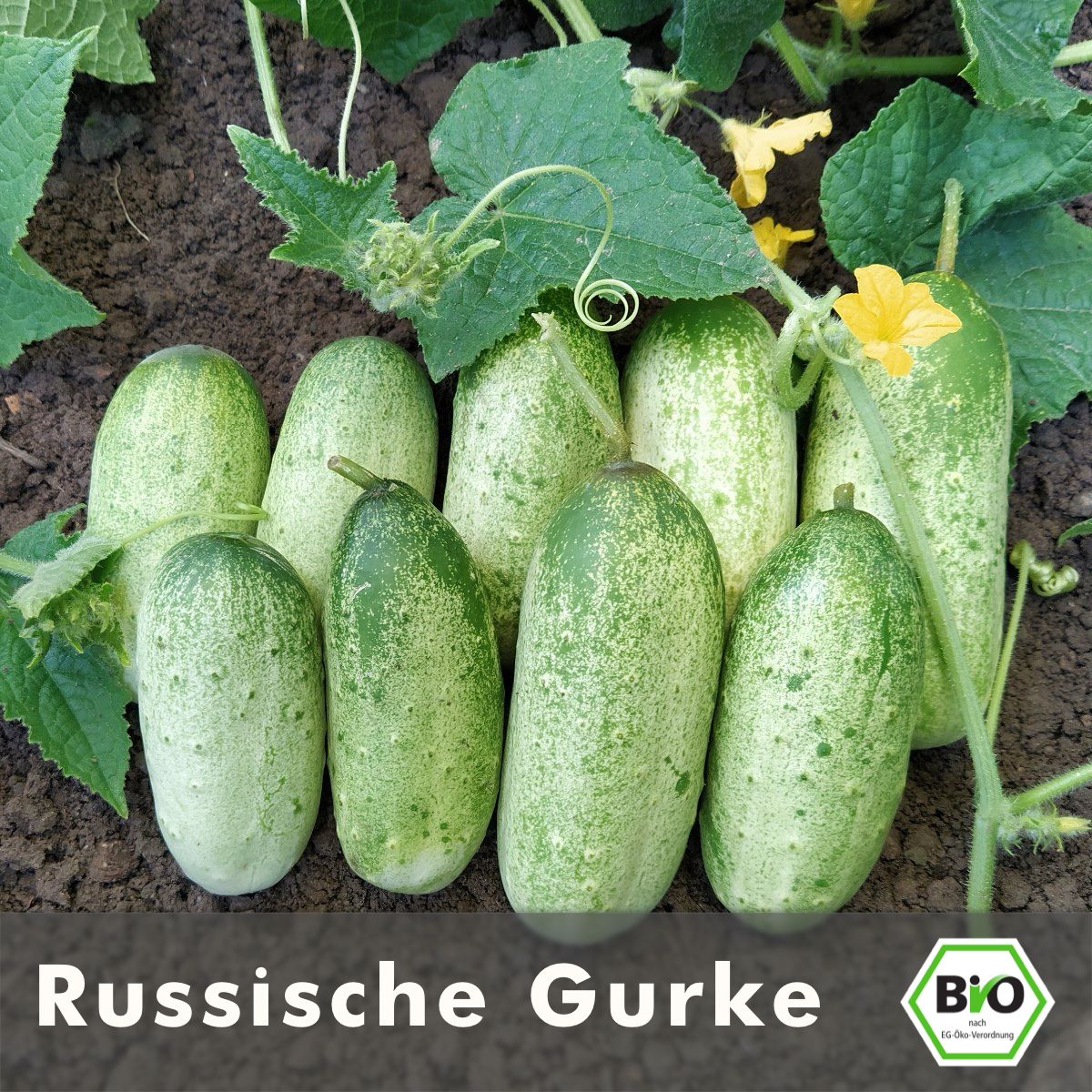 Russische Gurke  Einlegegurke - Altes & historisches Saatgut