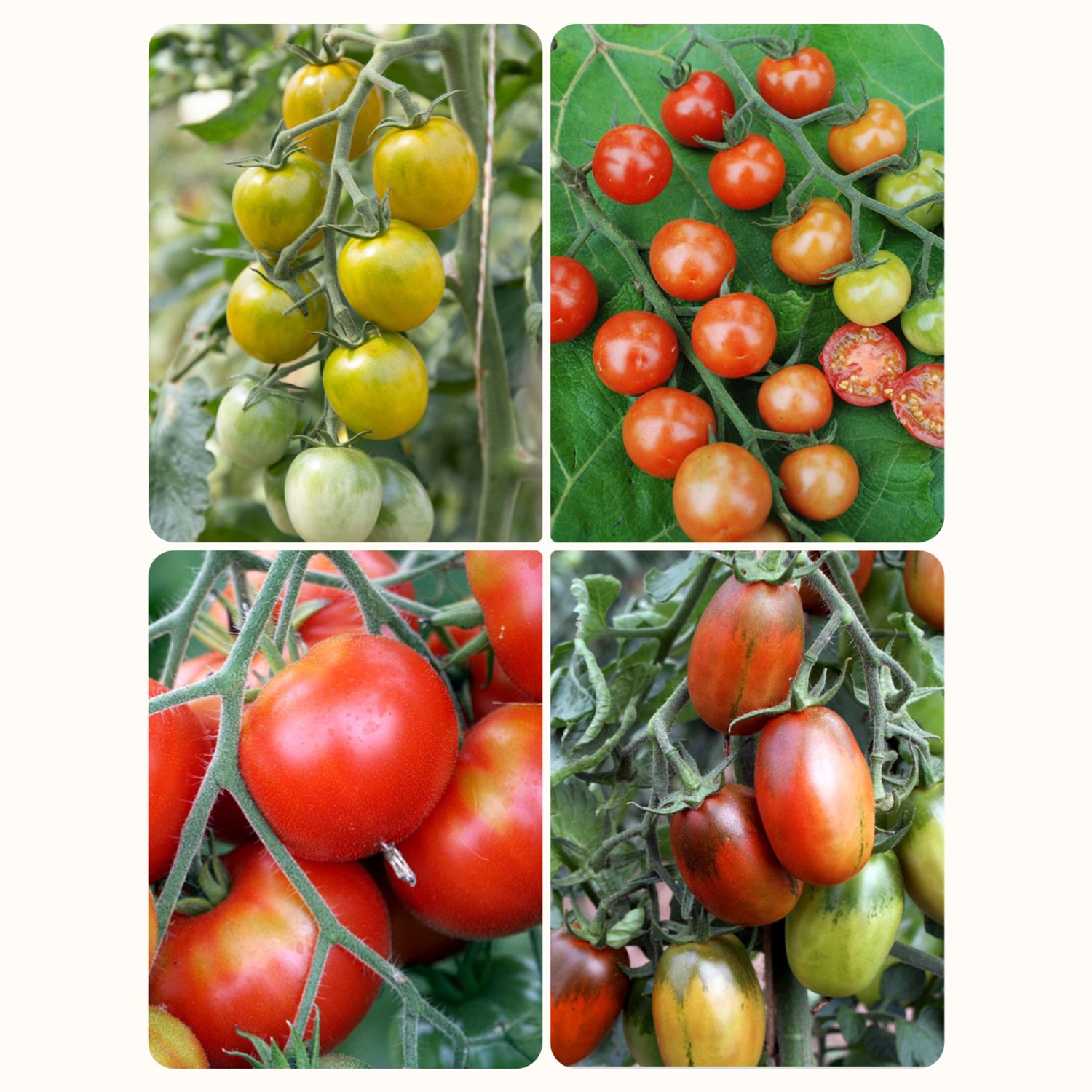 Set: Freiland Tomaten Samen