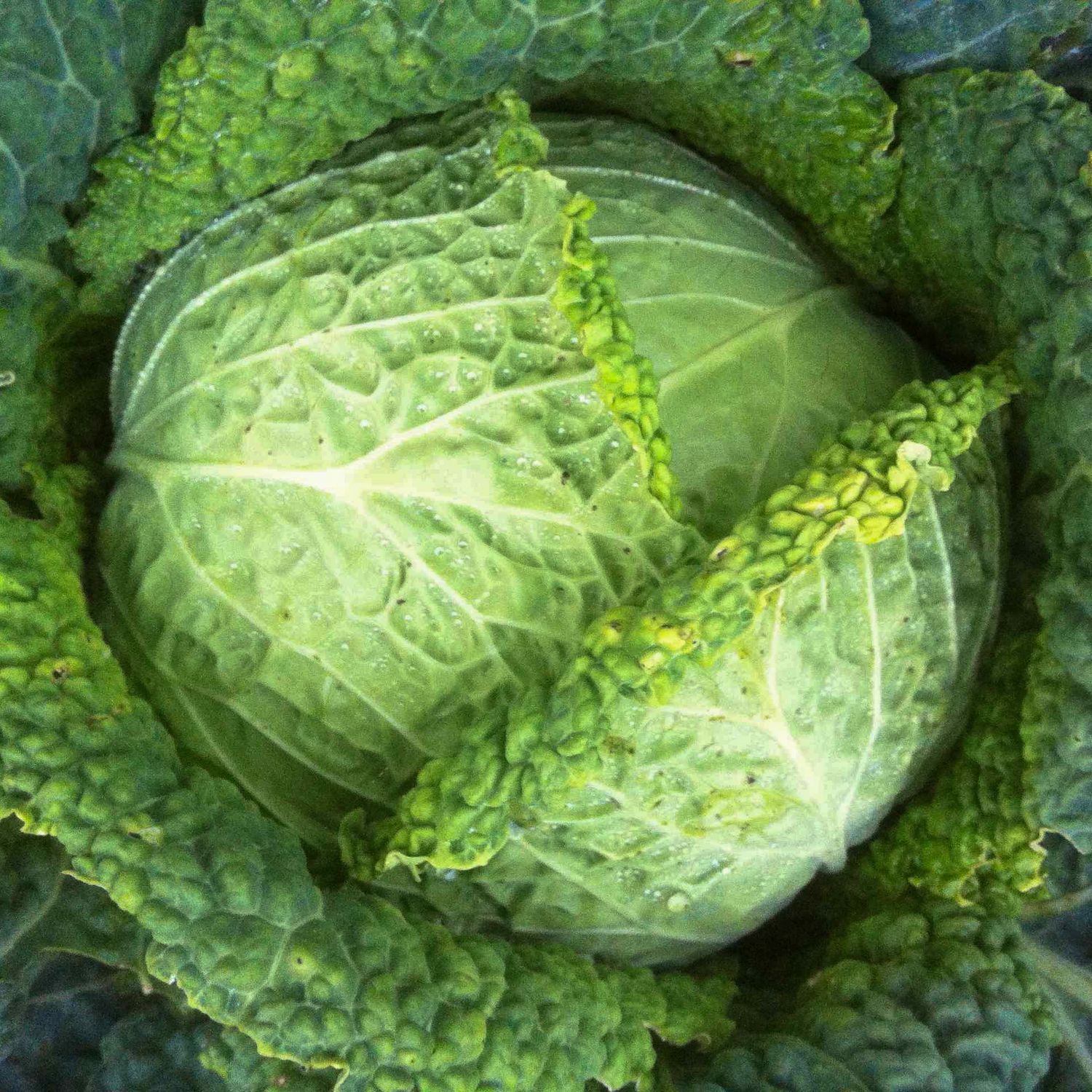 Vertus 3 (Brassica oleracea convar. capitata var. sabauda) Samen