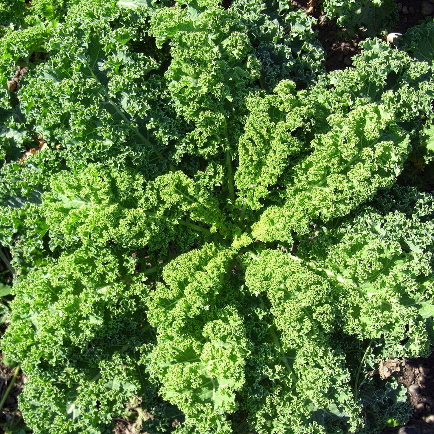 Halbhoher Grüner Krauser (Brassica oleracea var. sabellica) Samen