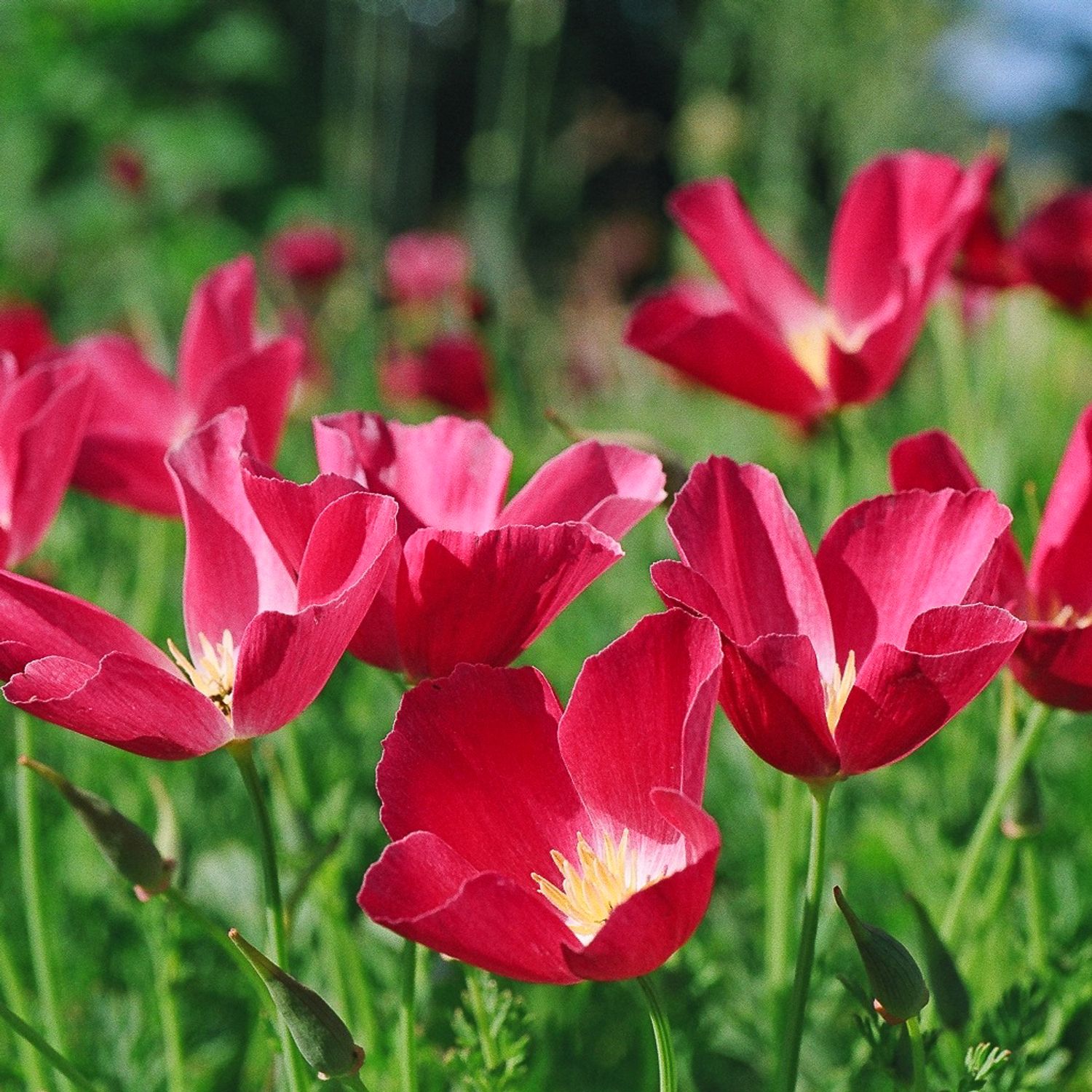 Karminkönig (Eschscholzia californica) Samen