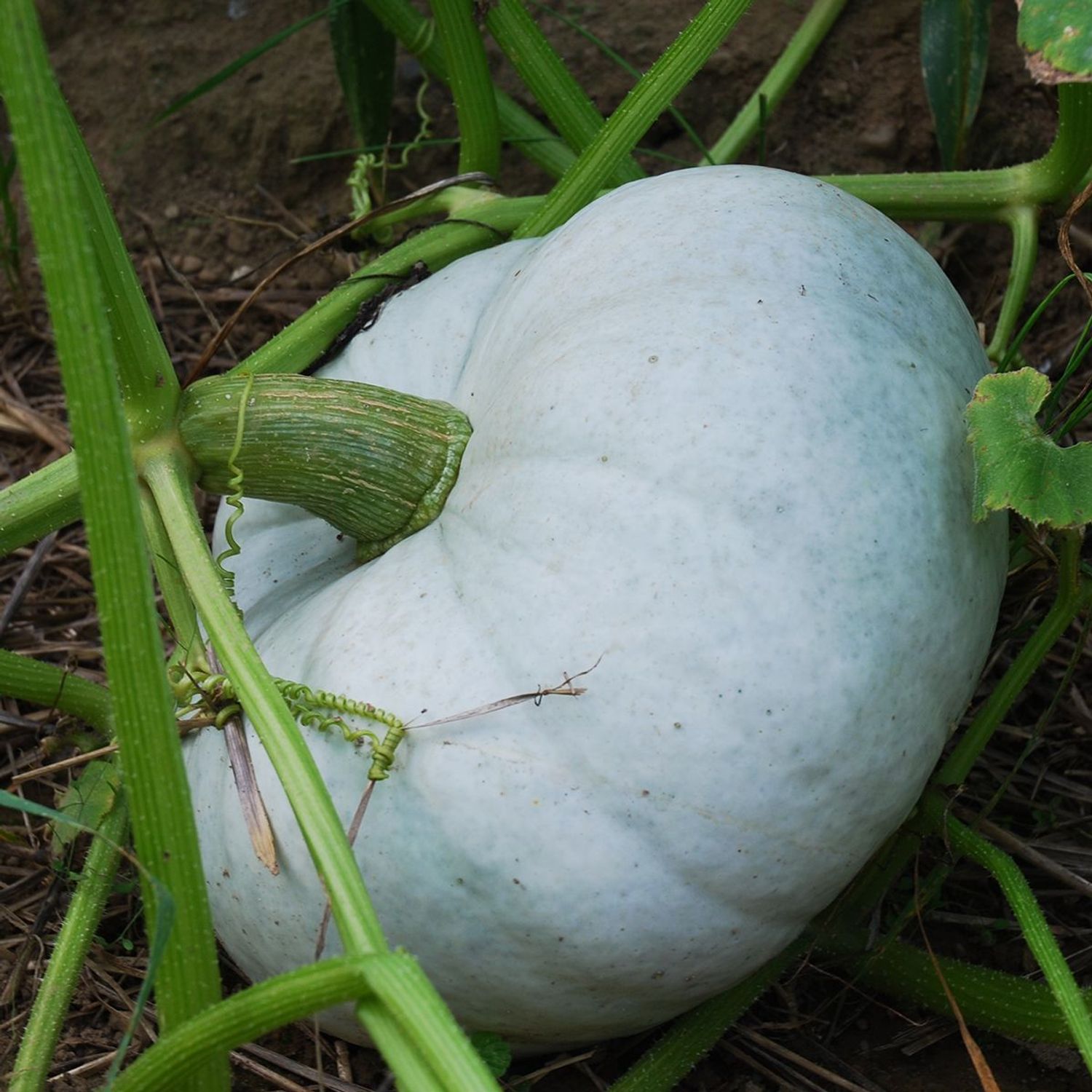 Ungarischer Blauer (Cucurbita maxima) Samen