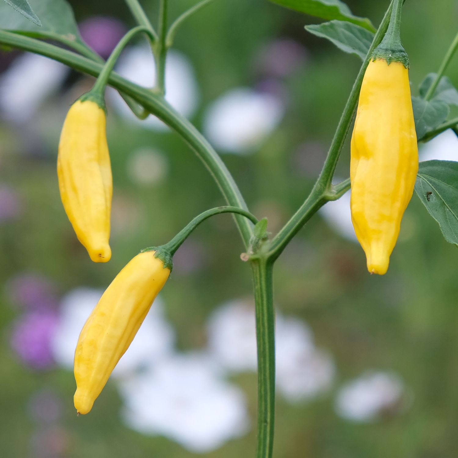 Lemon Drop (Capsicum baccatum) Samen