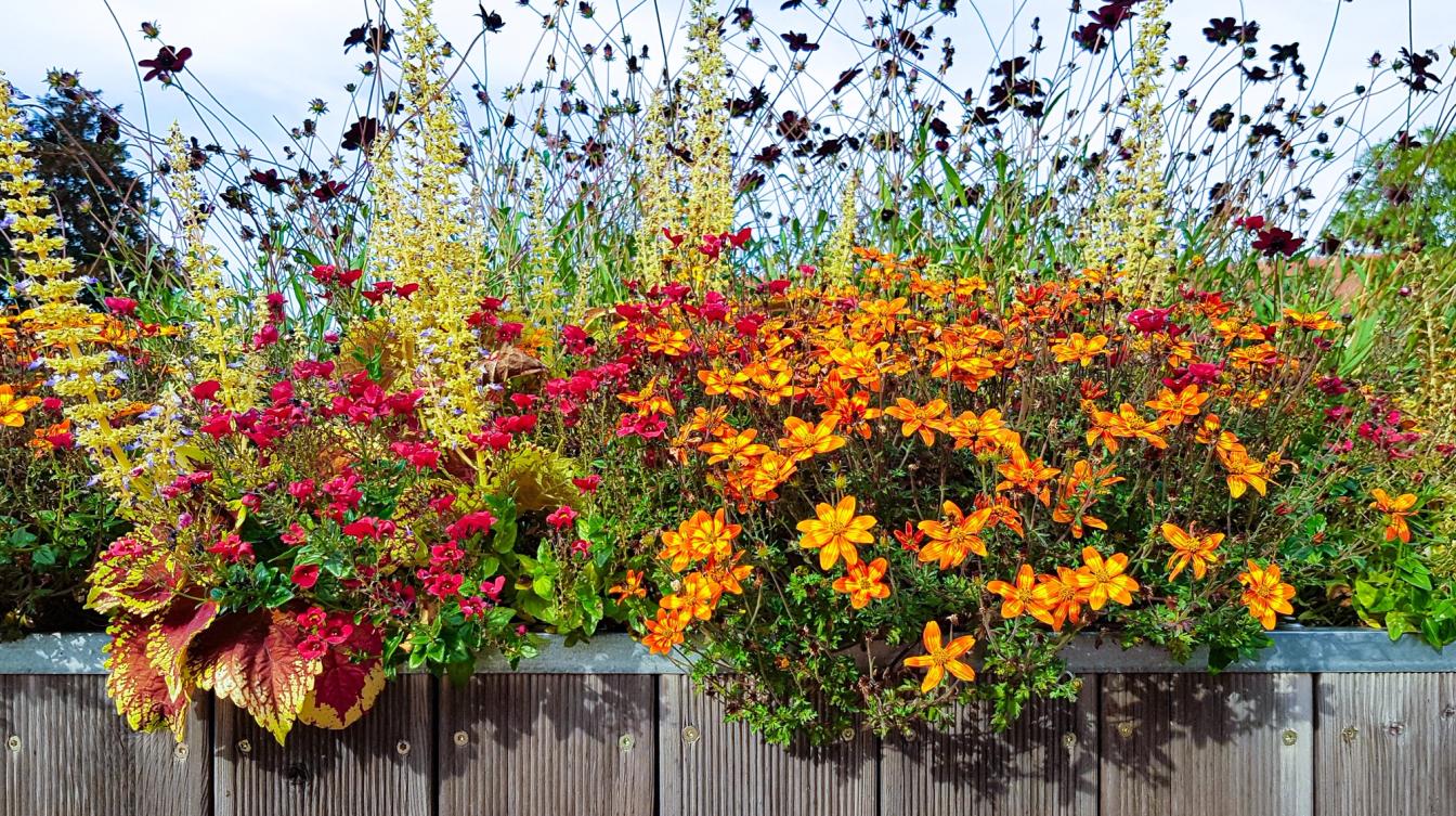 Blumenwiese auf dem Balkon