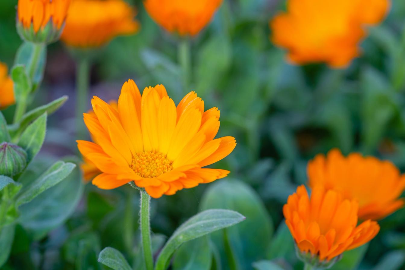 Ringelblume (Calendula officinalis)