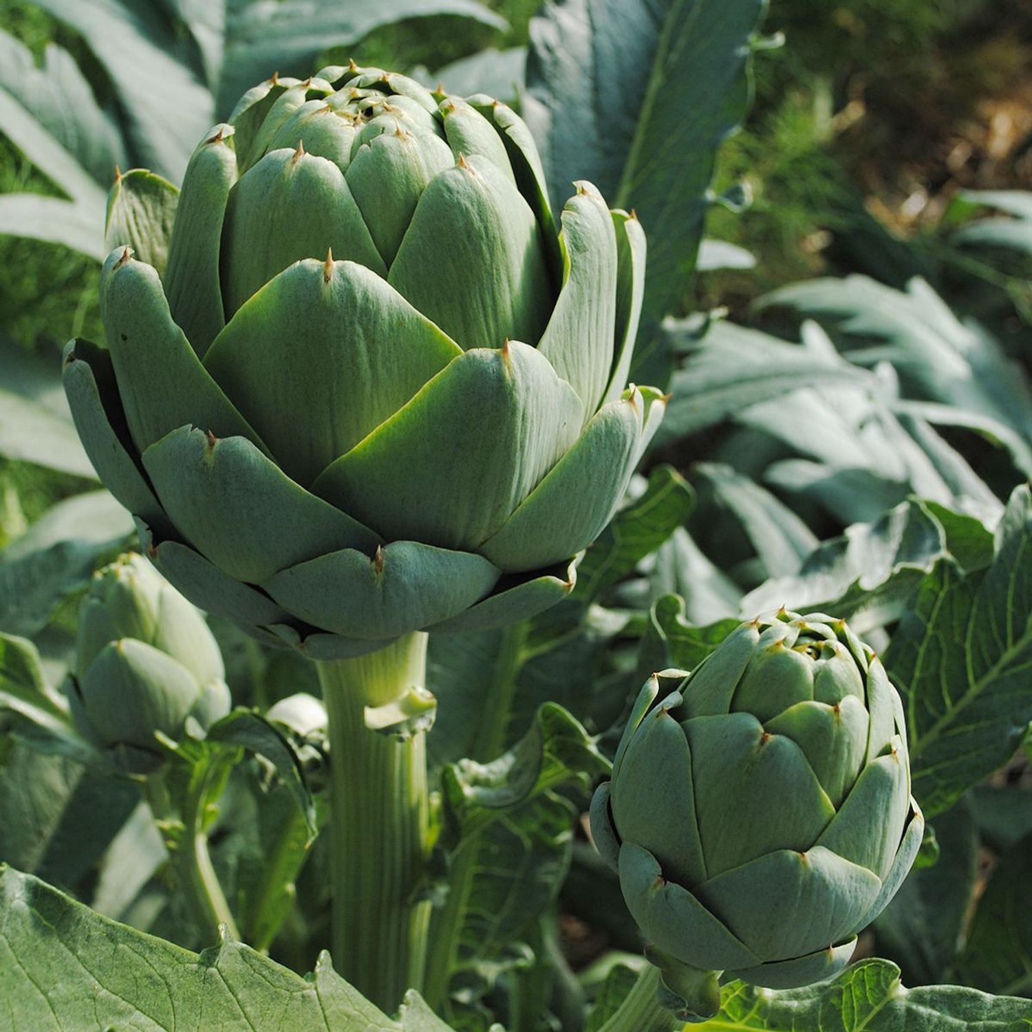 Imperial Star (Cynara cardunculus) Samen