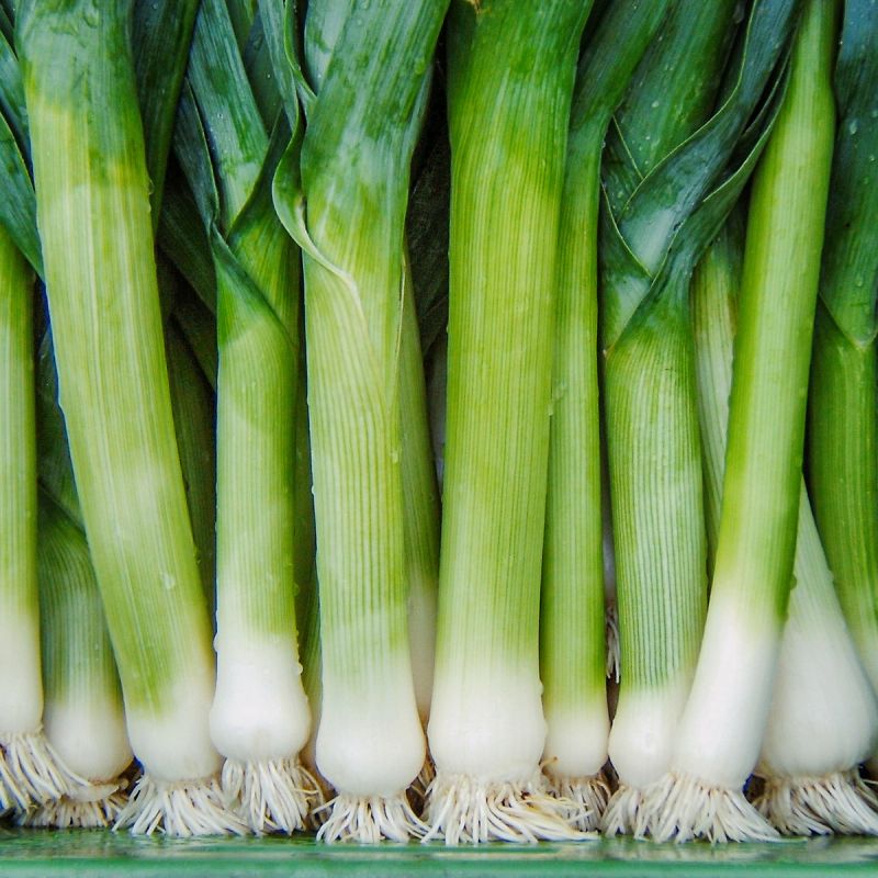 Hilari » Porree Altes & historisches Saatgut