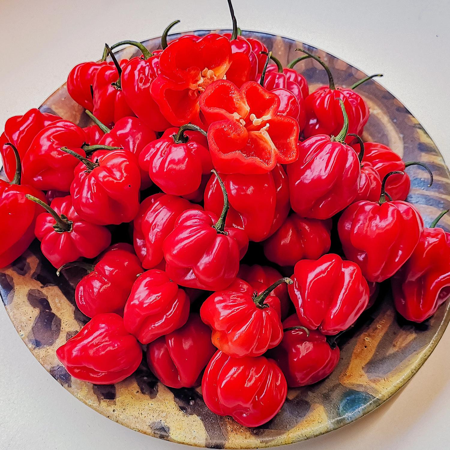 UlaUla (Capsicum chinense) Samen