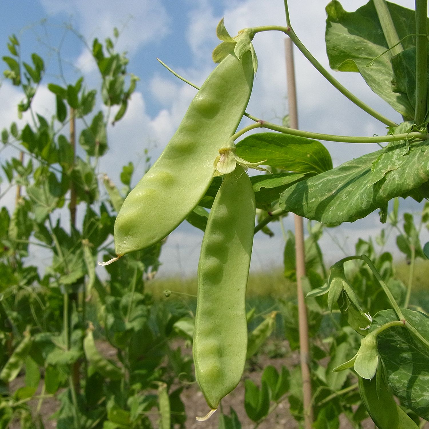 Frieda Welten (Pisum sativum L. convar. sat.) Samen