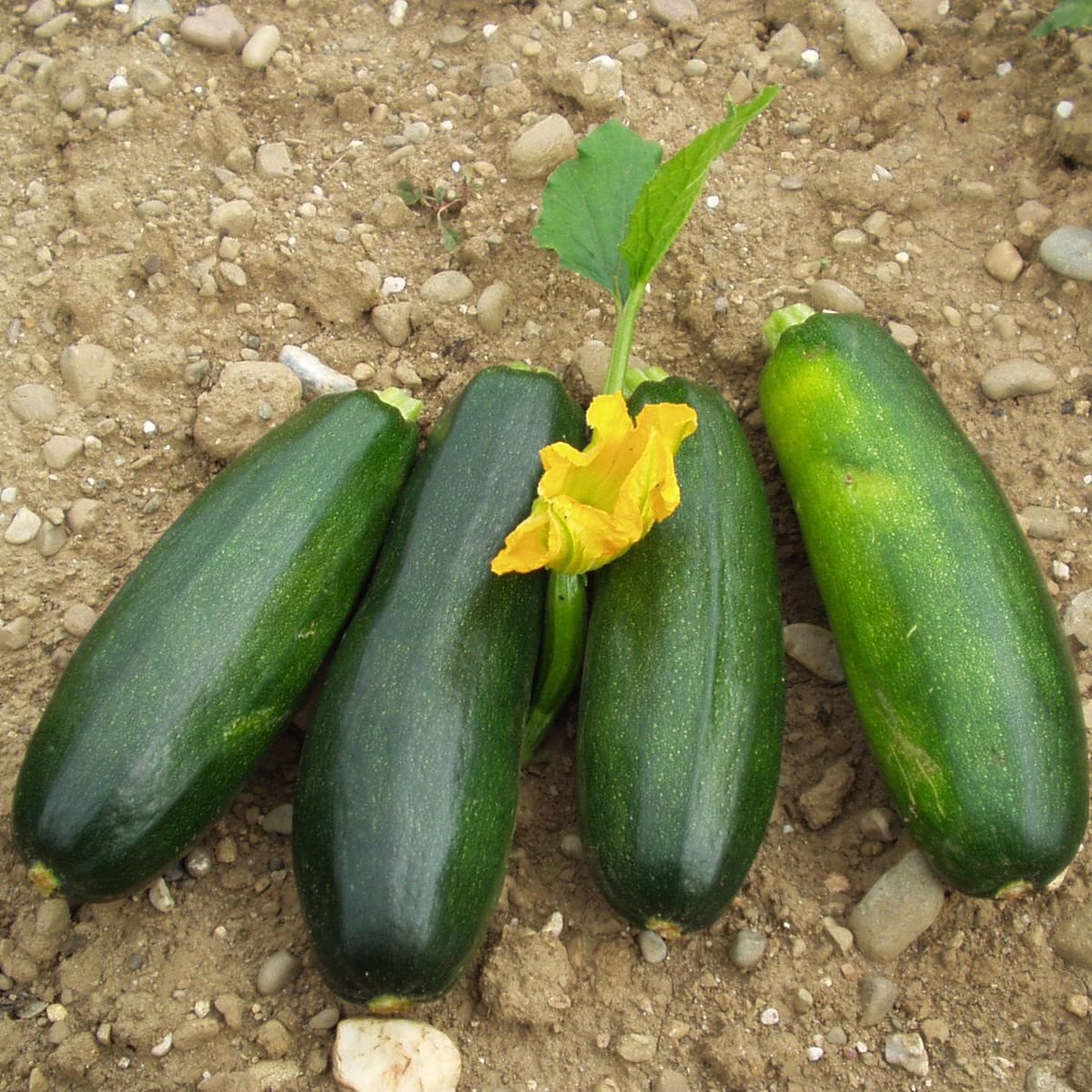 Verte des maraichers  Zucchini - Altes & historisches Saatgut
