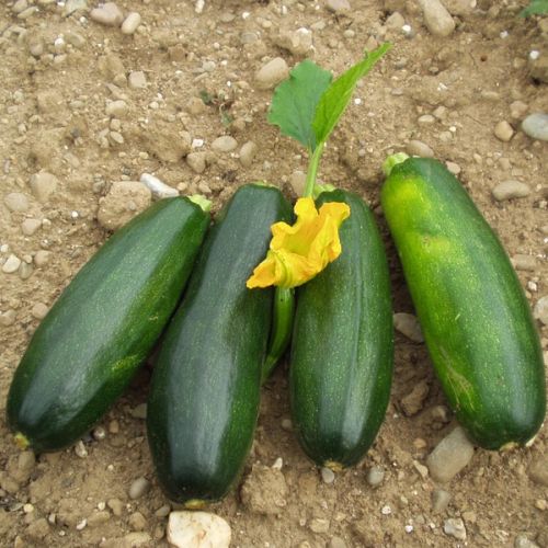 Zucchini "Verte des maraichers"