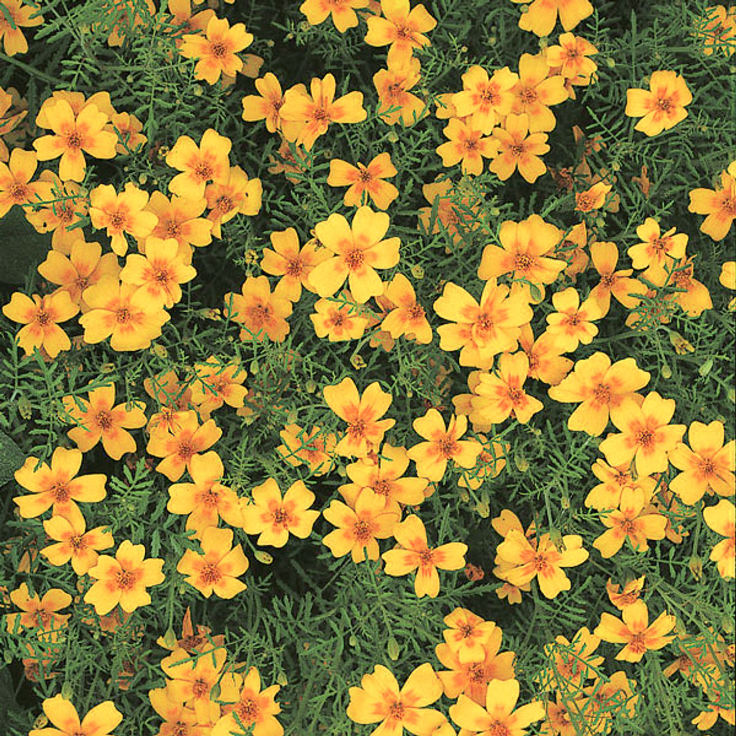 Von Eriswil (Tagetes tenuifolia) Samen