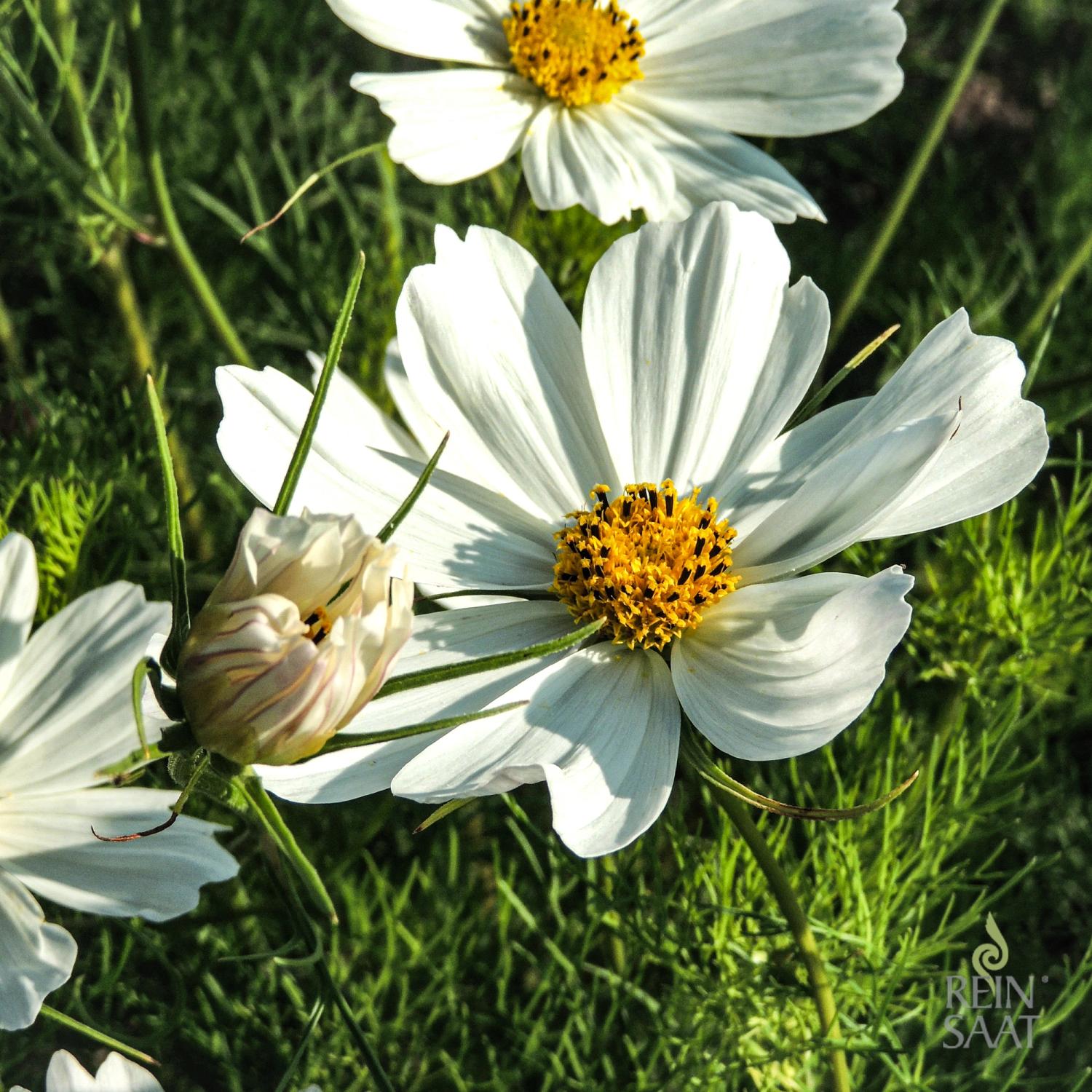 Cosmea, weiß (Cosmos bipinnatus var. alba) Samen