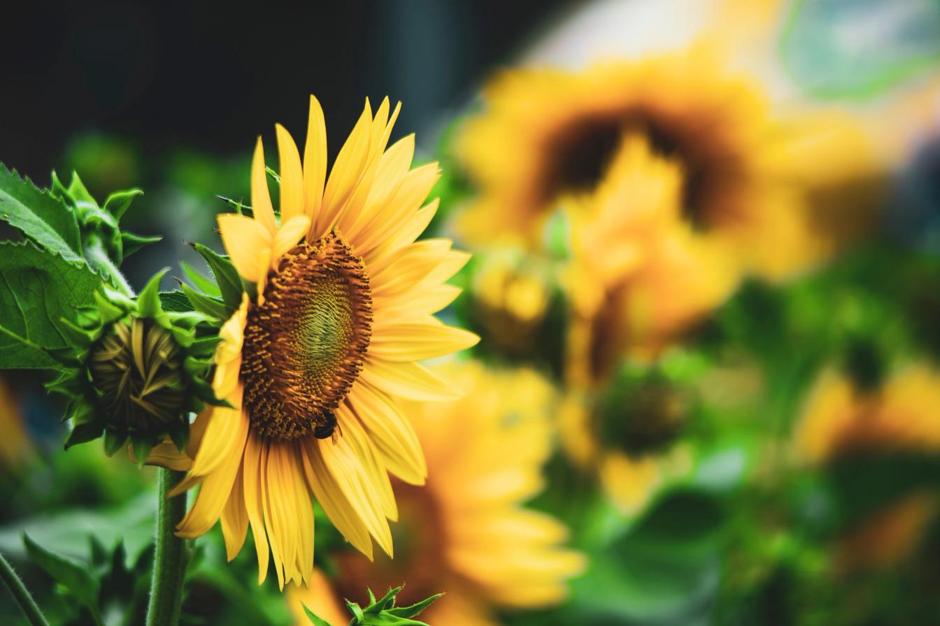 Sonnenblume (Helianthus annuus)