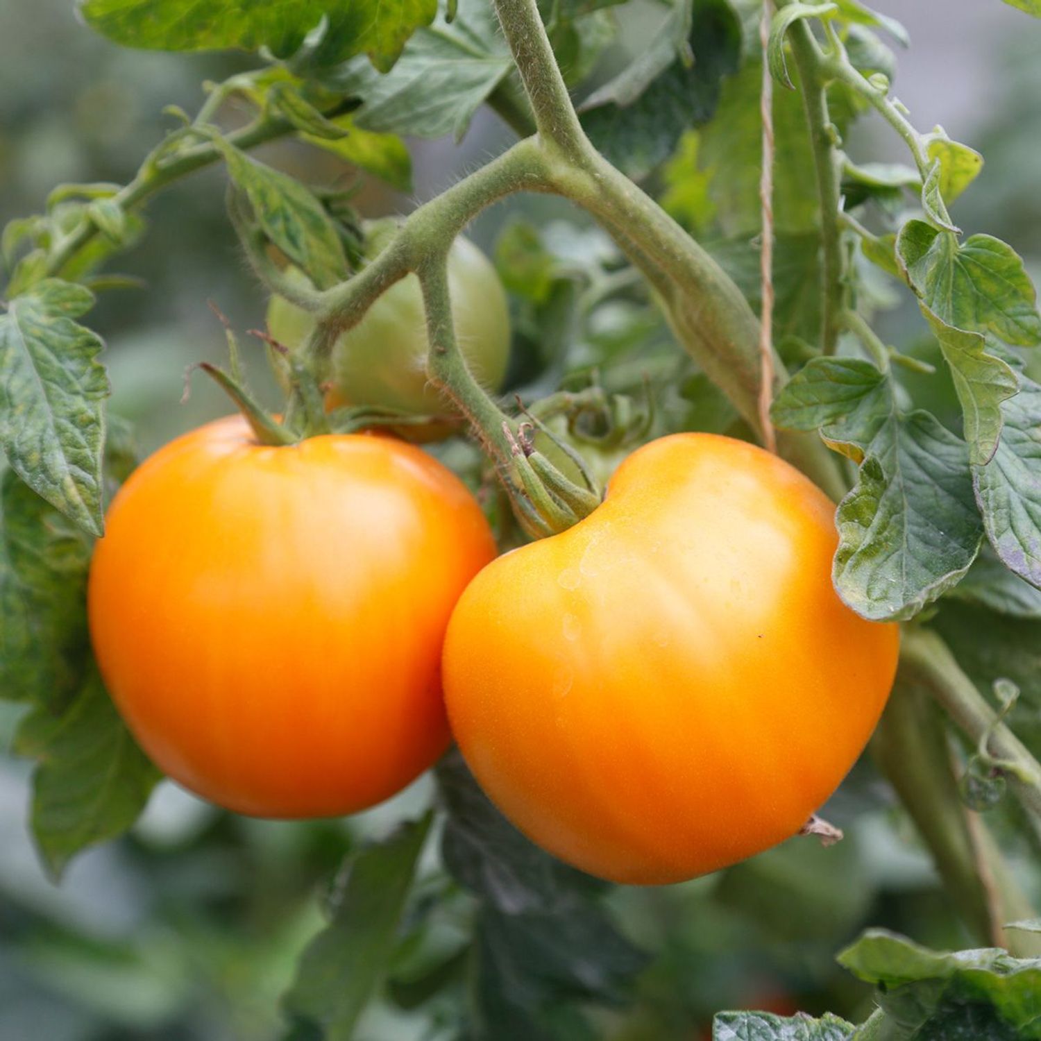 Orange À Gros Fruits (Solanum lycopersicum) Samen