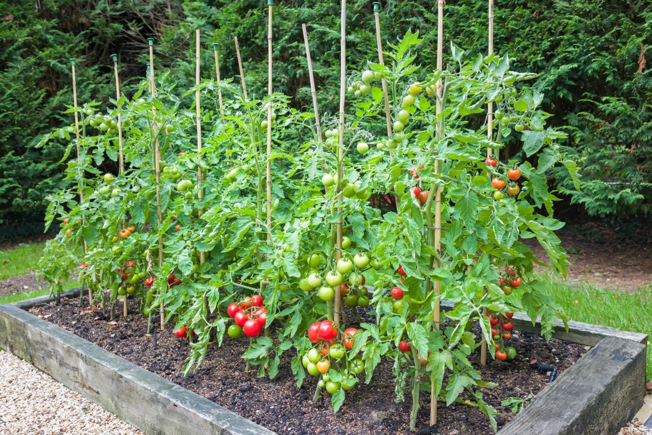 Tomatenbeet im Freiland