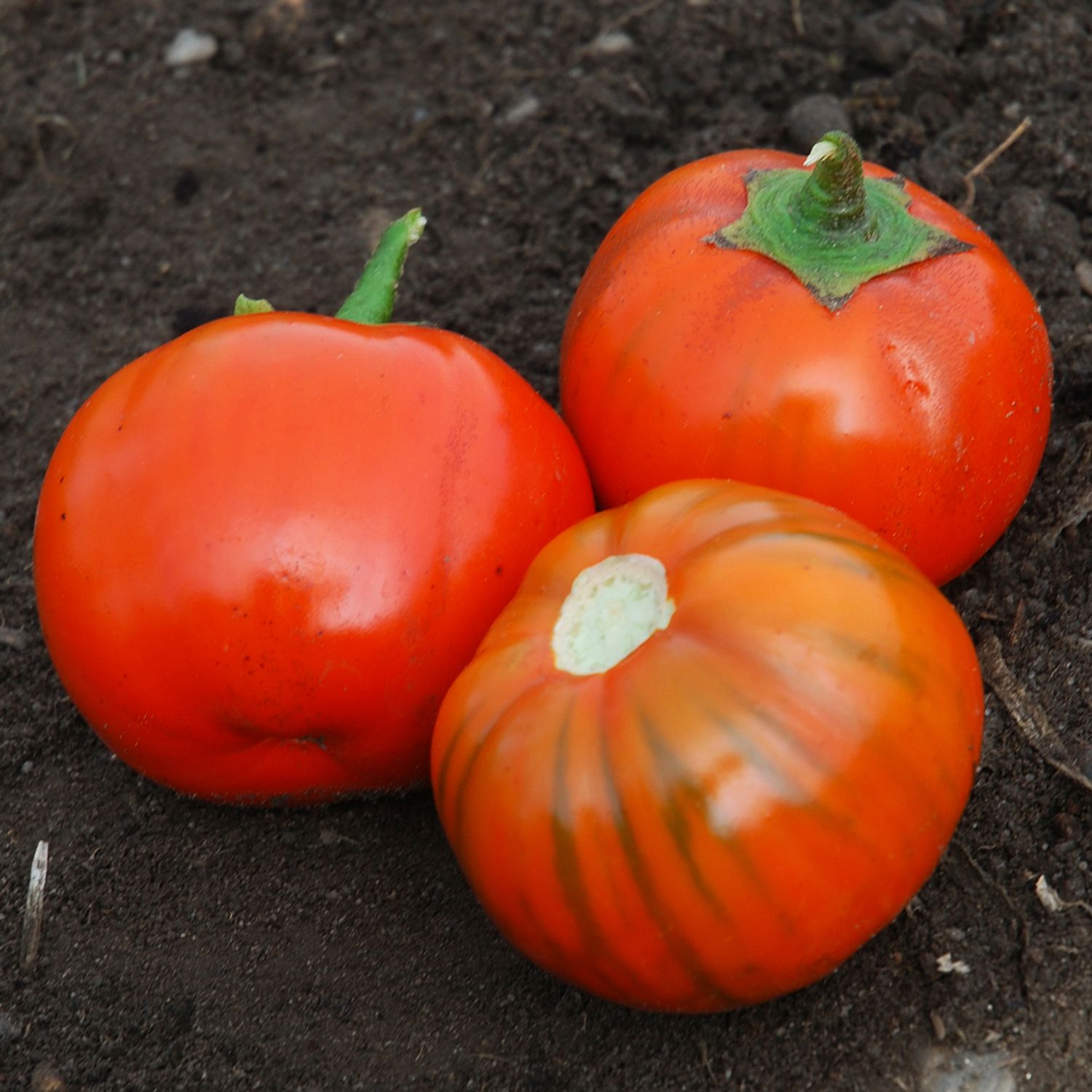 Rosso Di Napoli (Solanum melongena) Samen