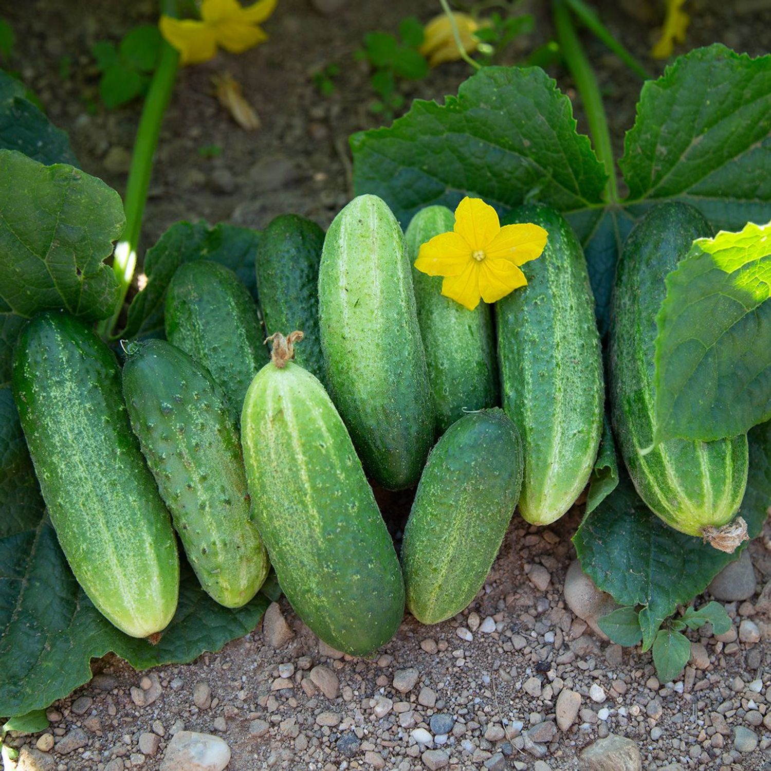 Vorgebirgstrauben (Cucumis sativus) Samen