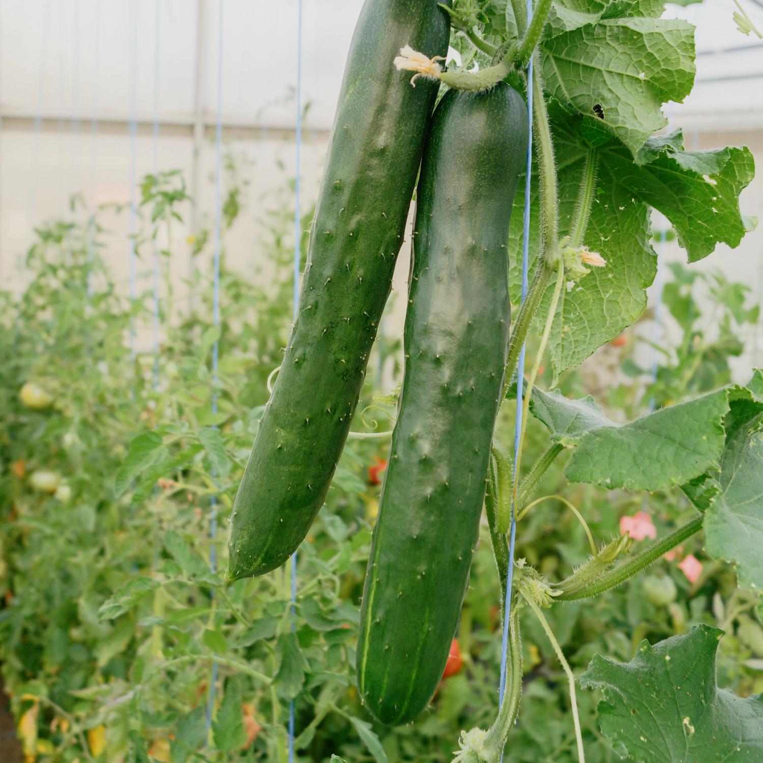 Shintokiwa (Cucumis sativus) Samen