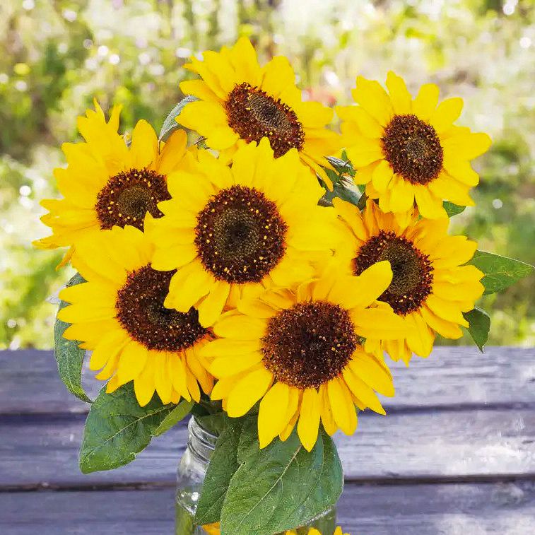 Sonnenblume Grndngung  Sonnenblumen - Altes & historisches Saatgut