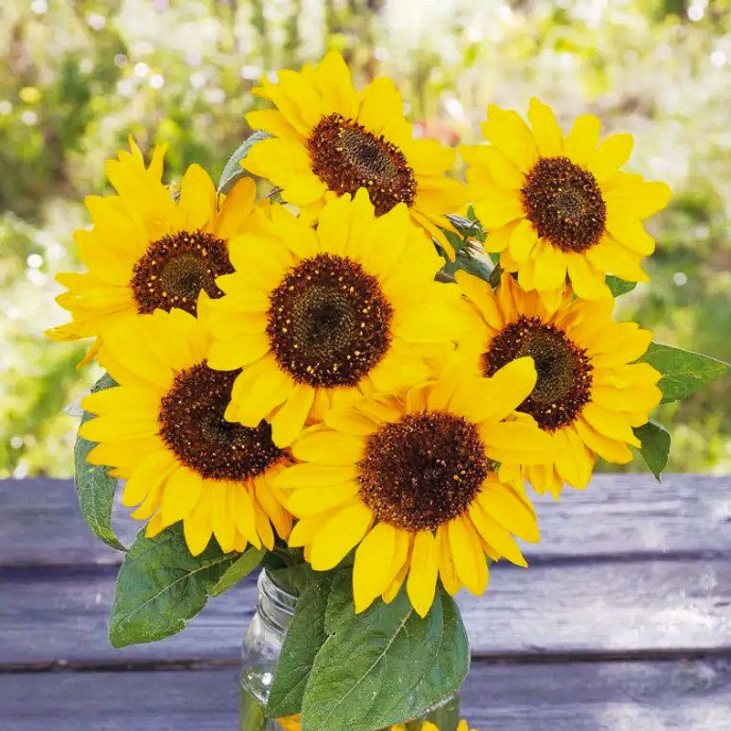 hella-sonnenblumen-altes-historisches-saatgut