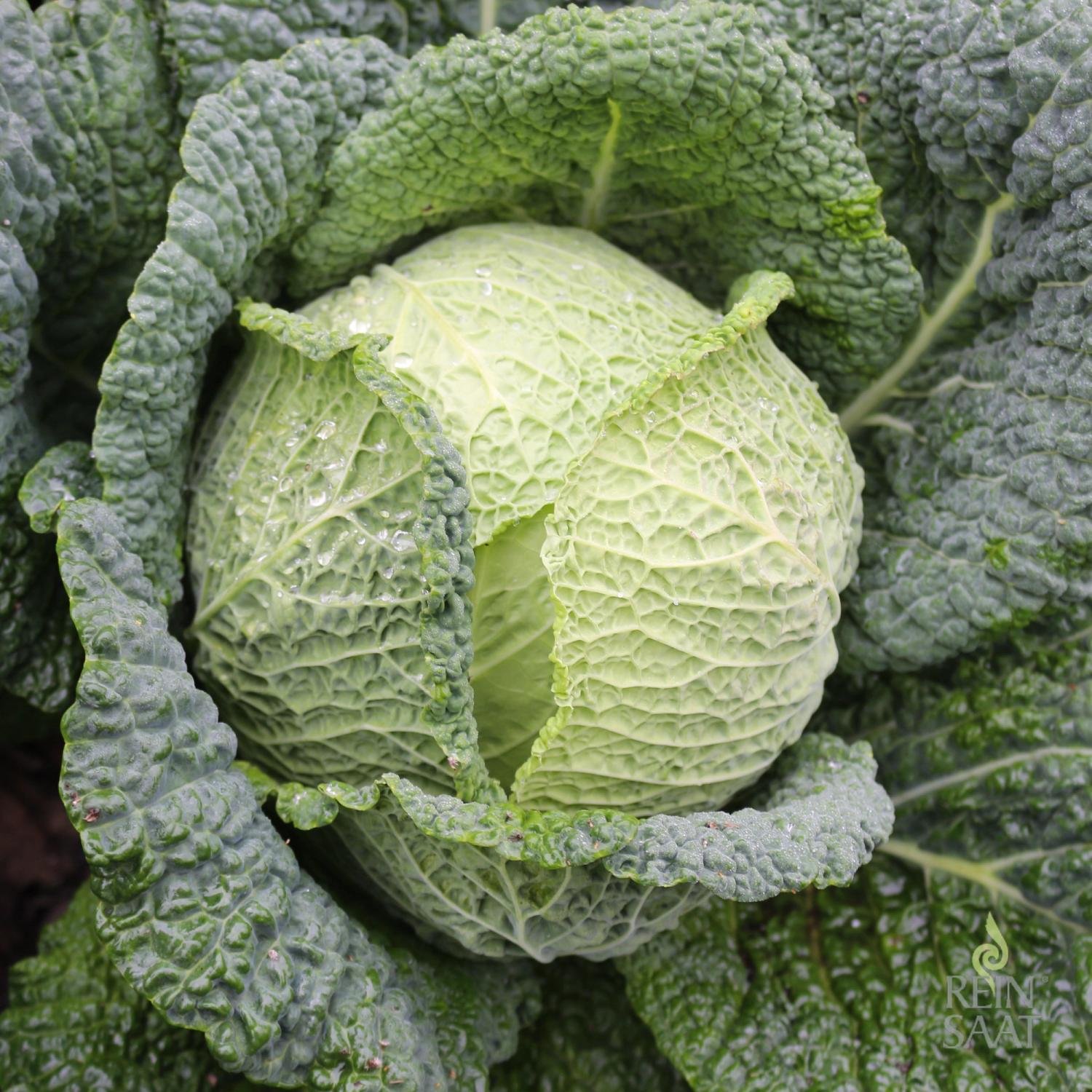 Winterfürst 2 (Brassica oleracea convar. capitata var. sabauda) Samen