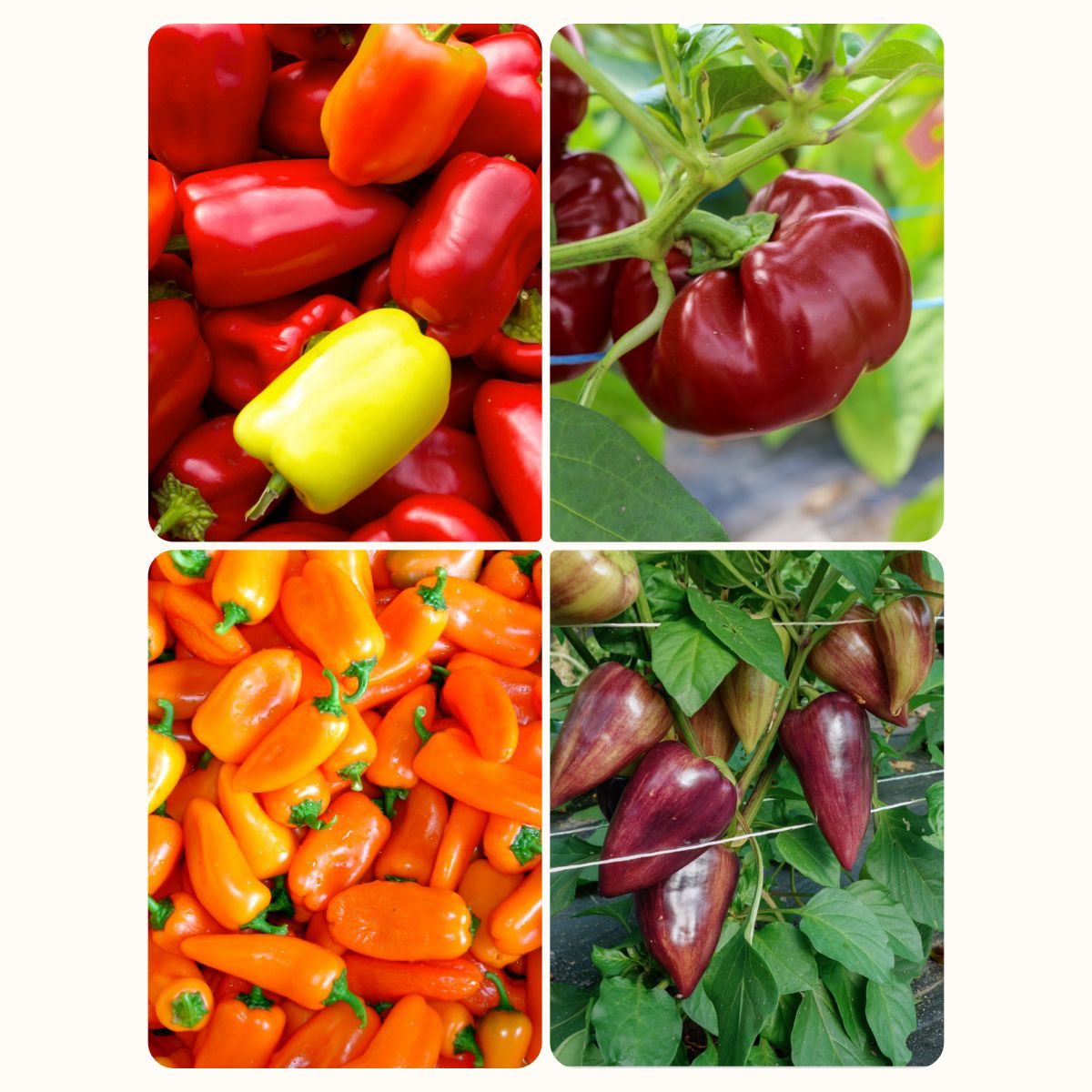 Set: Freiland Paprika » Gemüse - Altes & historisches Saatgut