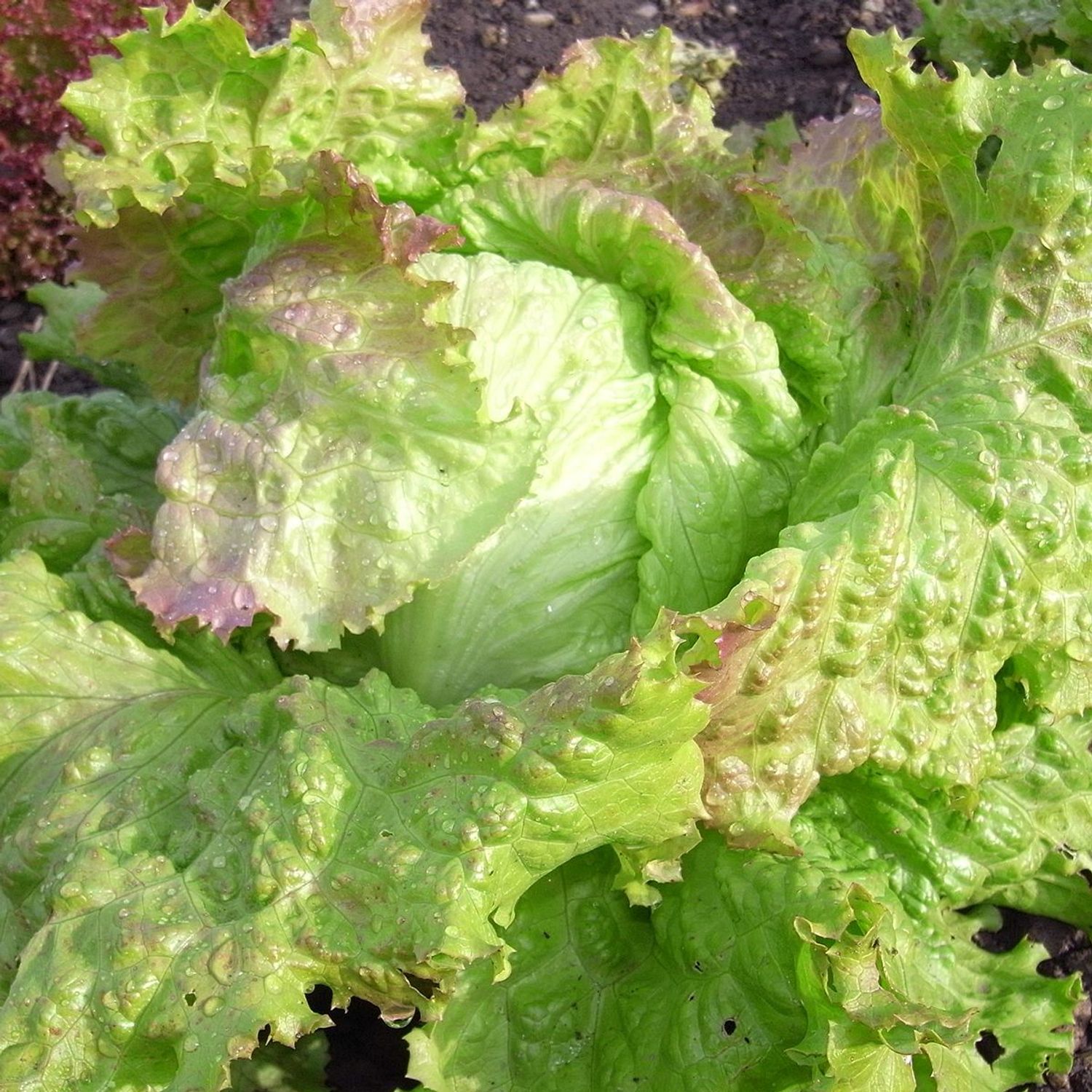 Laibacher Eis 2 (Lactuca sativa) Samen