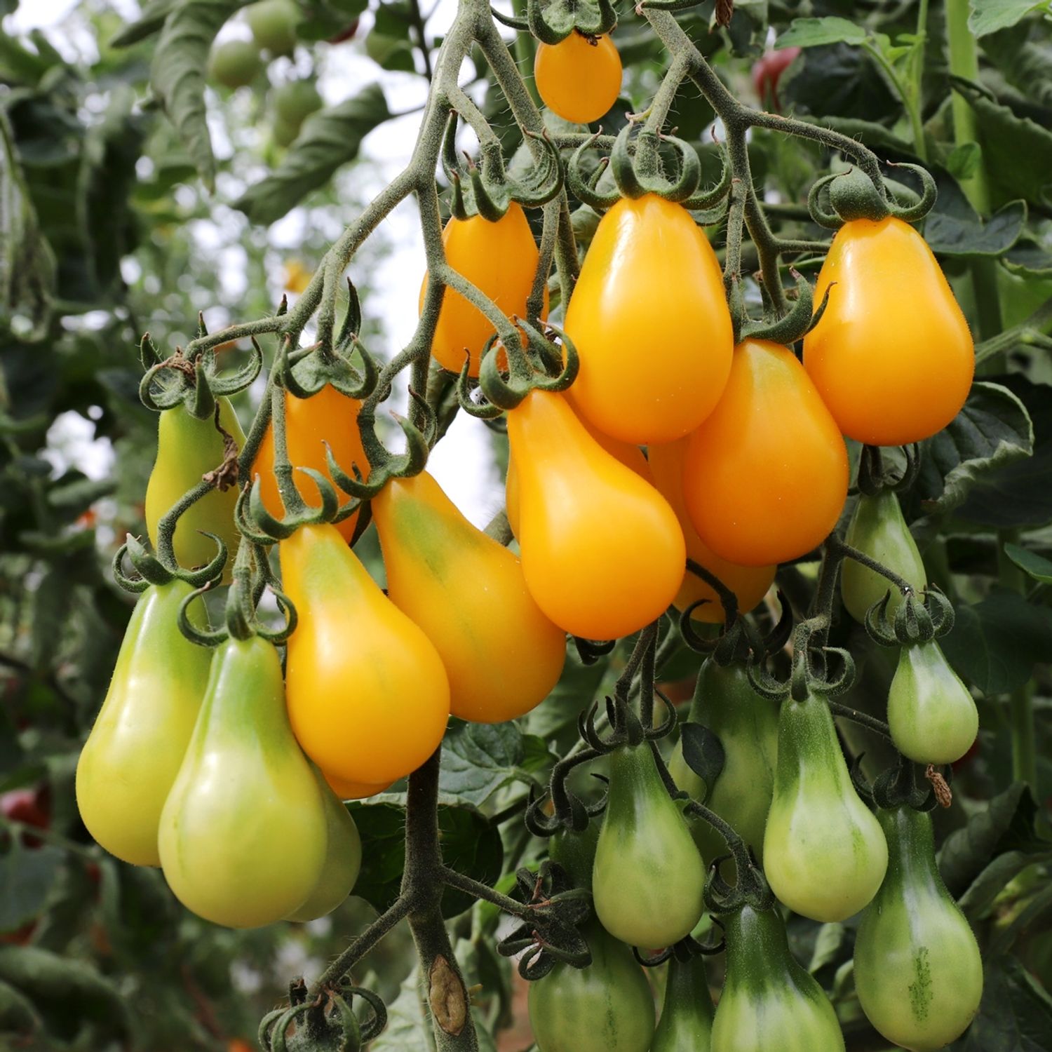 Birnenförmige Gelbe (Solanum lycopersicum) Samen