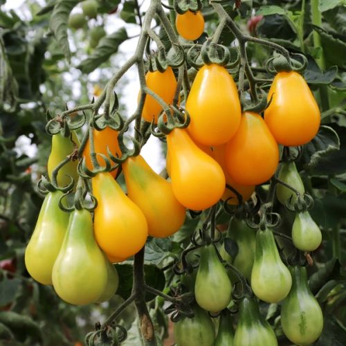 Tomaten "Birnenförmige Gelbe"