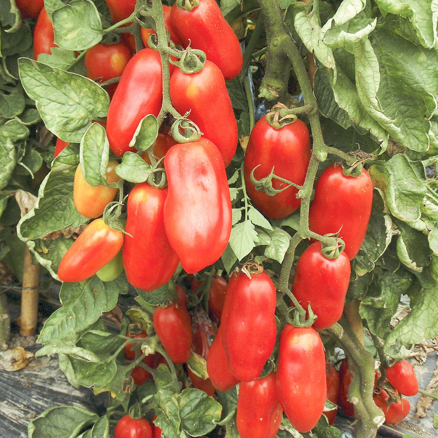 San Marzano (Solanum lycopersicum) Samen